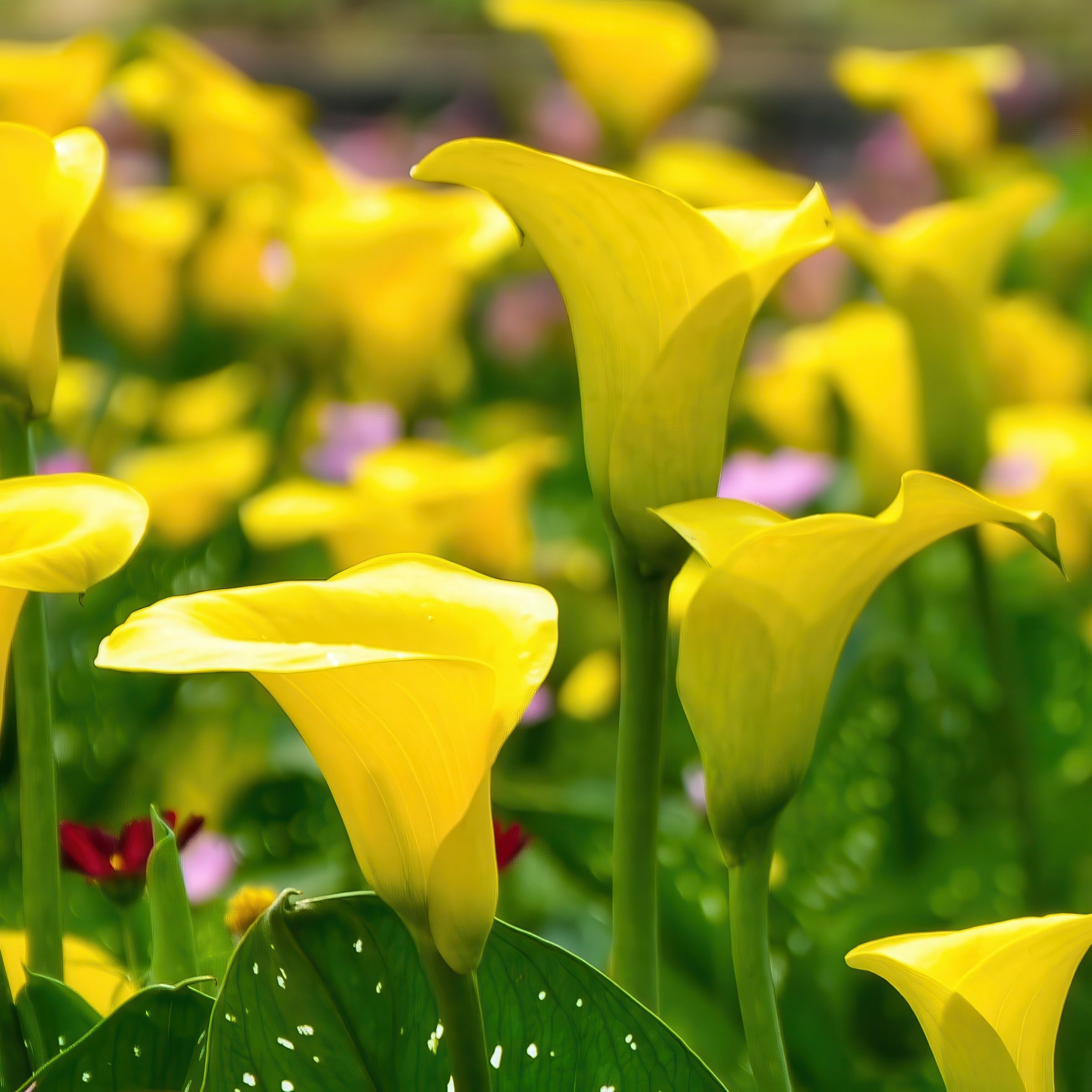 National Plant Network LW3410 Plant-Bulbs - View #6