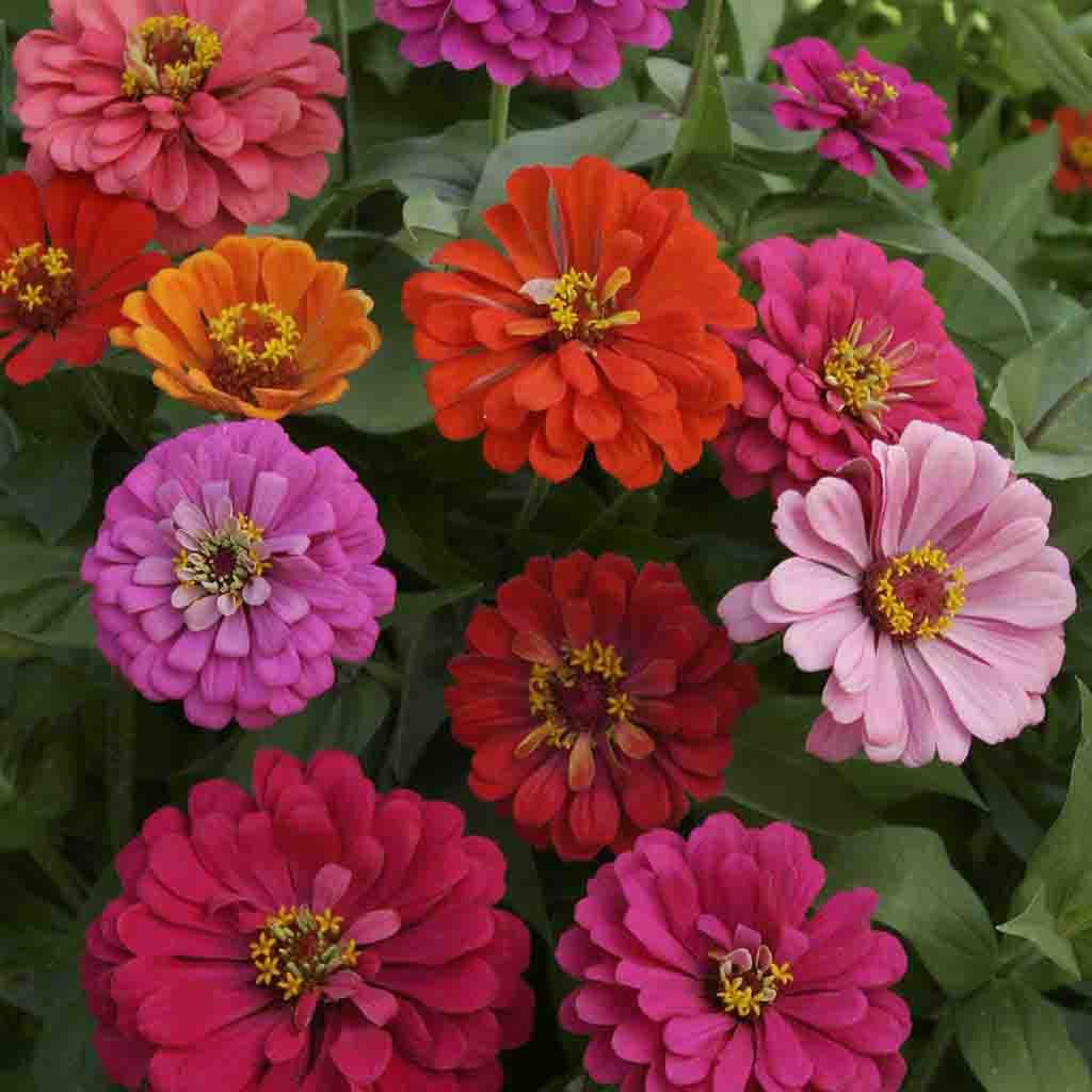 Ferry-Morse LC25.6758 seeds - View #3