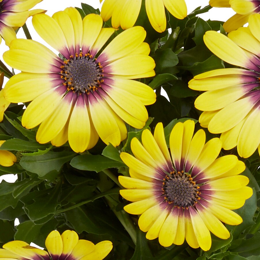 Monrovia 4832 annuals - View #2
