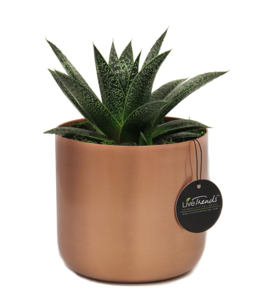Lowe's MECOELEVXX006 COPPER ELEGANCE House plant in 12 Ounce(s) Planter 1.0 -Pack