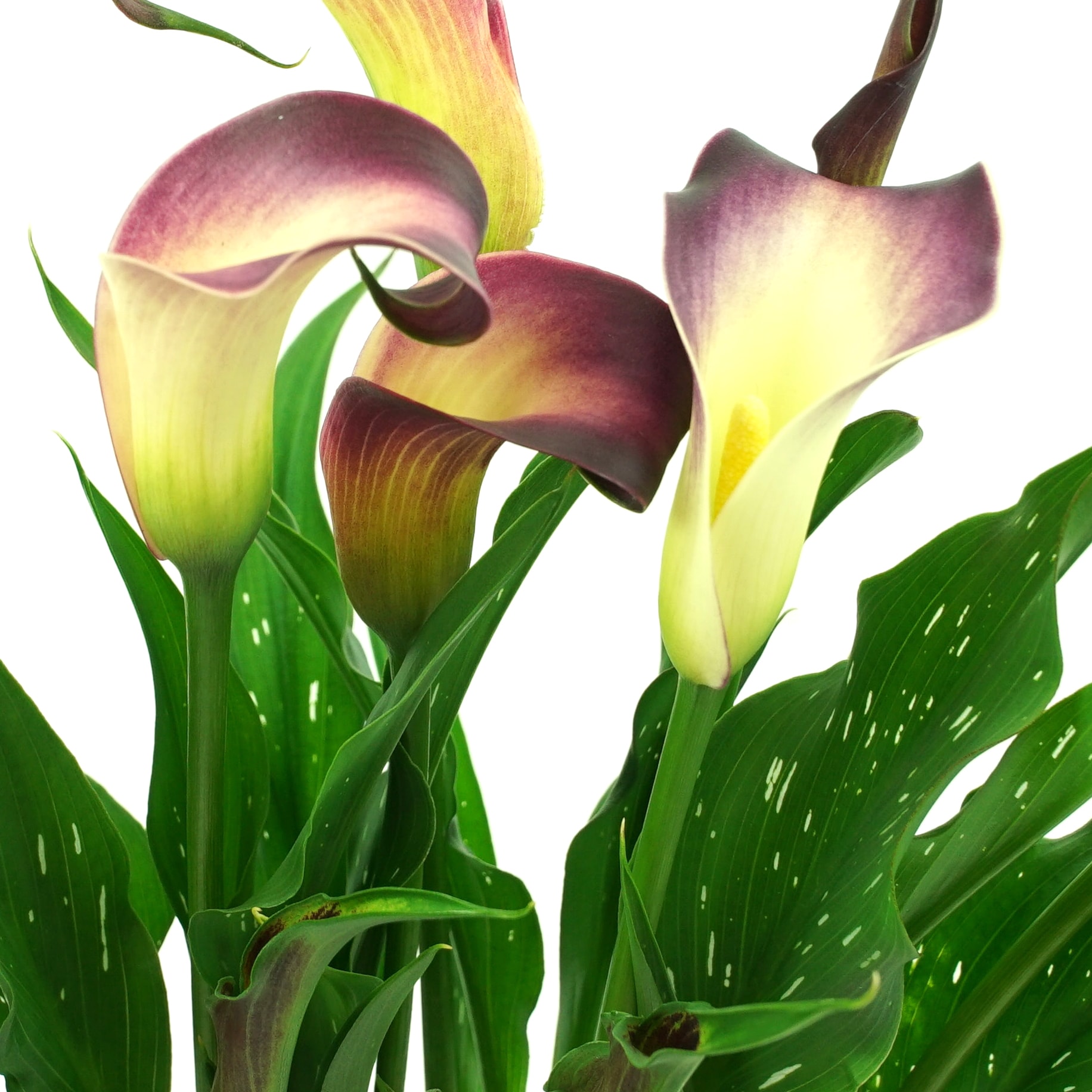 Lowe's NURSERY annuals - View #4