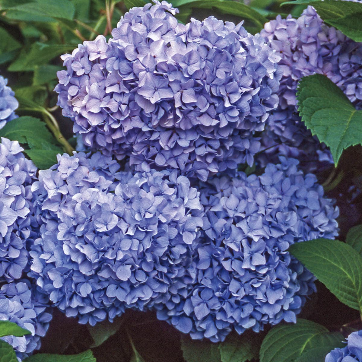Spring Hill Nurseries 92625 shrubs - View #2