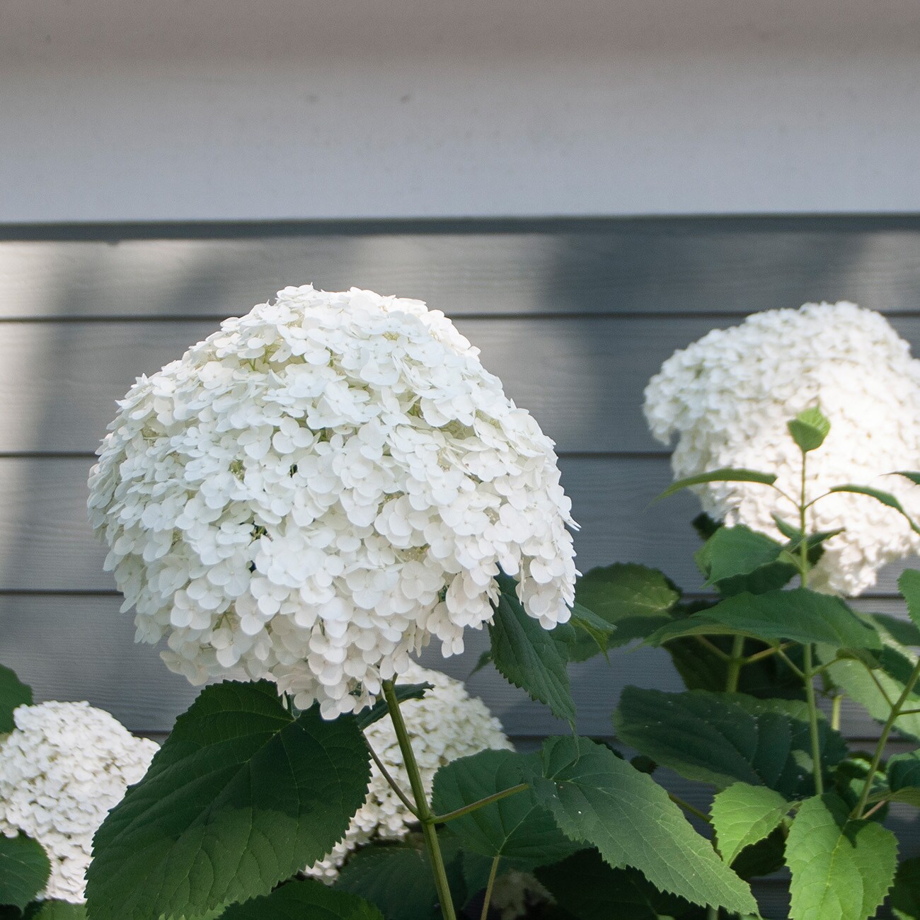 Perfect Plants LOINCREDIBALL3G shrubs - View #5