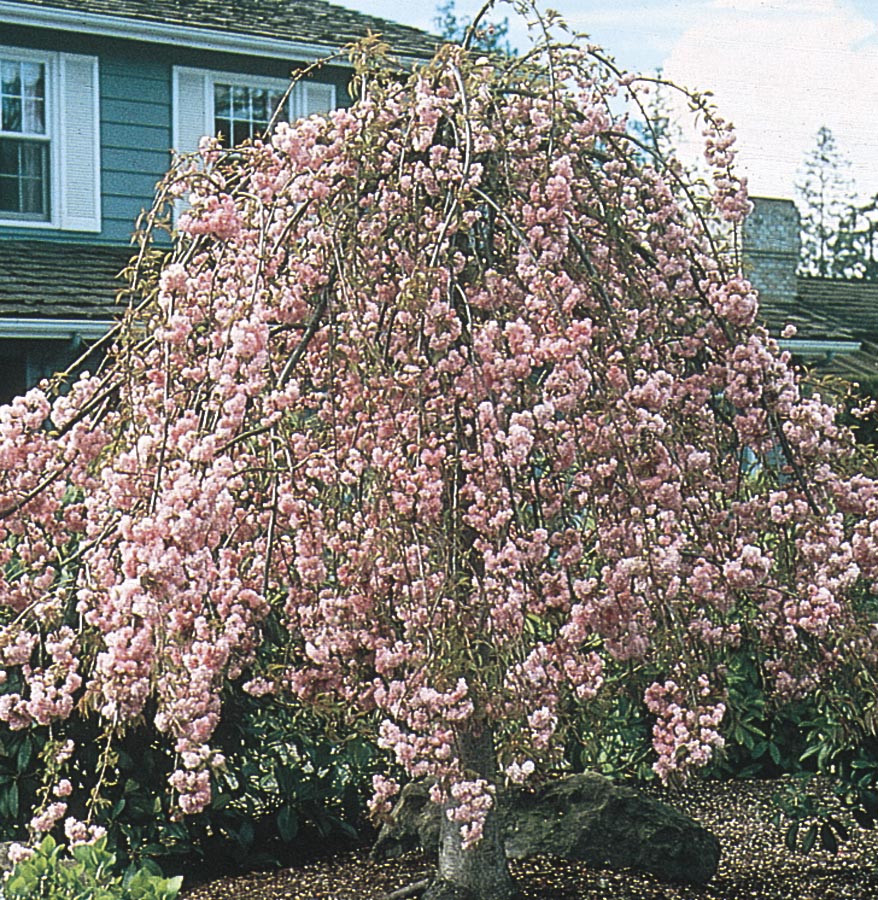  NURSERY 6-Gallon Pink Feature Tree Serpentine Weeping Cherry In Pot (With Soil)