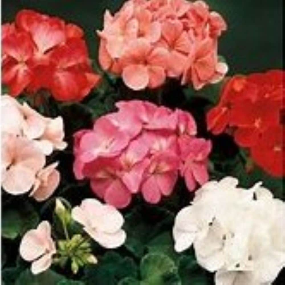 Lowe's NURSERY annuals - View #2