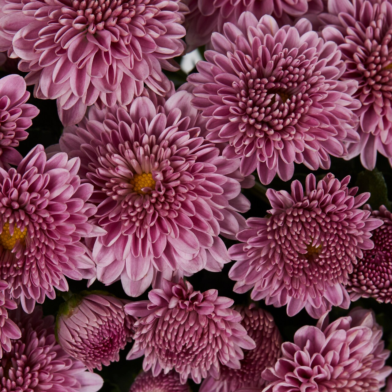 Lowe's NURSERY annuals - View #2