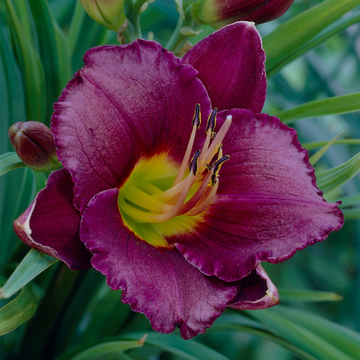 Van Zyverden 83493 Purple Daylilies Bela Lugosi Bulbs 3 Count