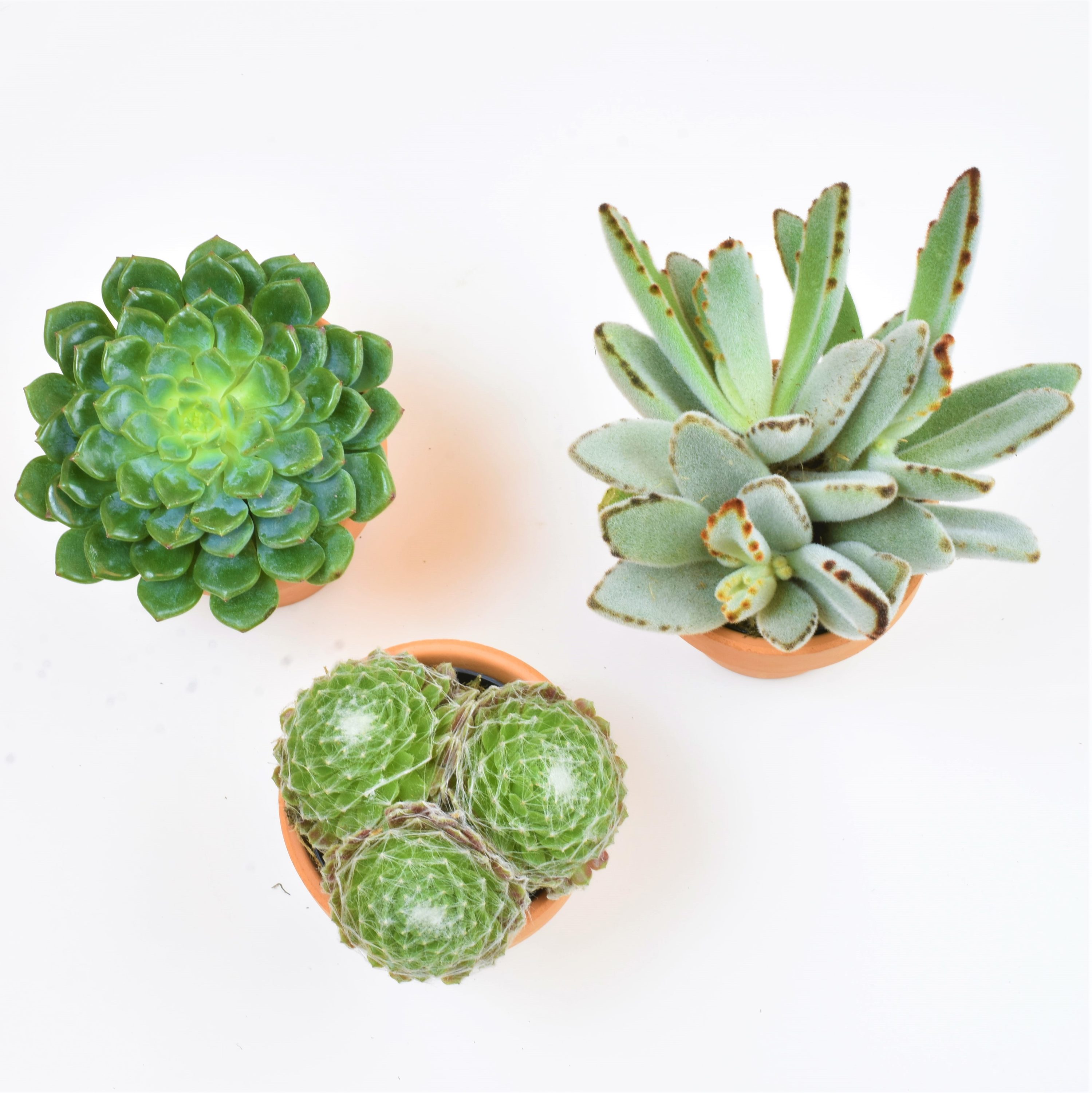 Altman Plants 0872542 Cacti-Succulents - View #6