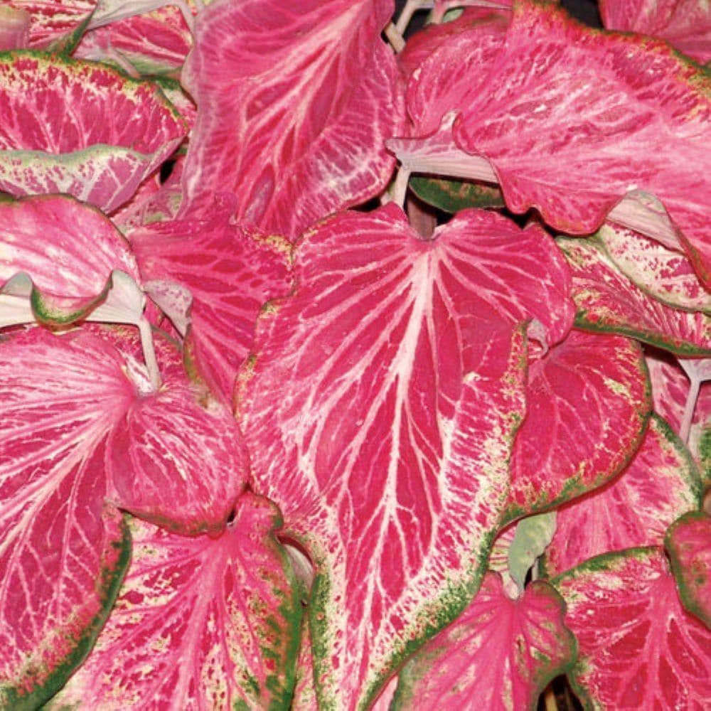 Lowe's NURSERY Caladium in 1 Quart(s) Pot 1 -Pack