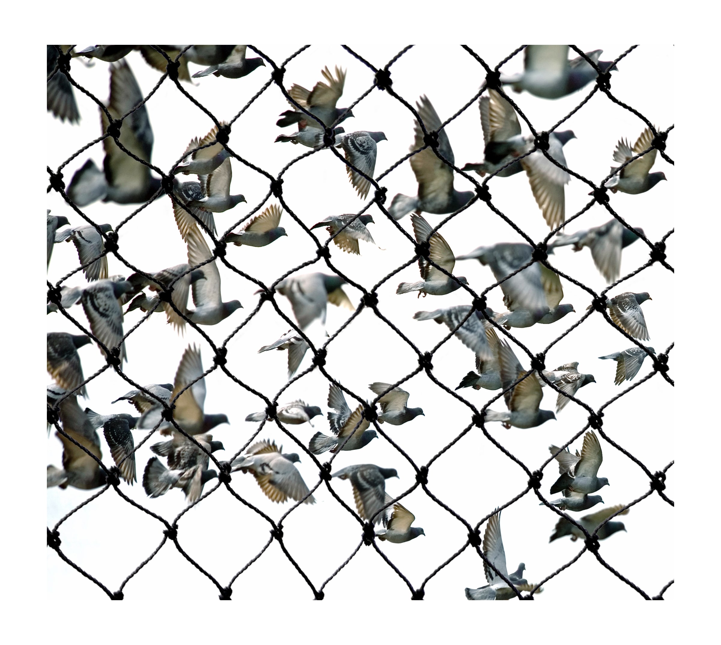 Bird-X NET-STR-100 Plastic Structural Grade Bird Netting 14 by 100Ft Bird Repellent