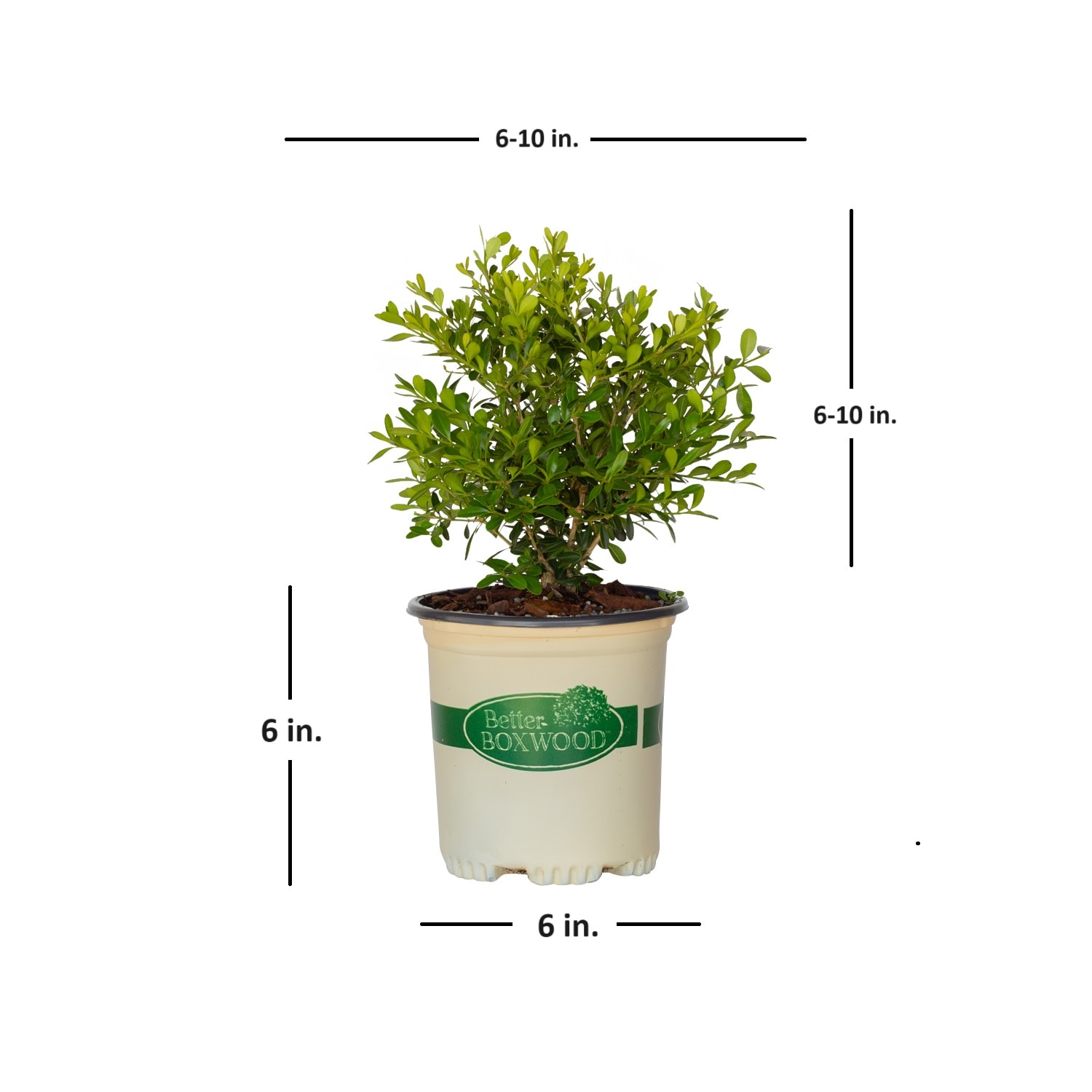 Better BOXWOOD 9064Q-1 shrubs - View #5