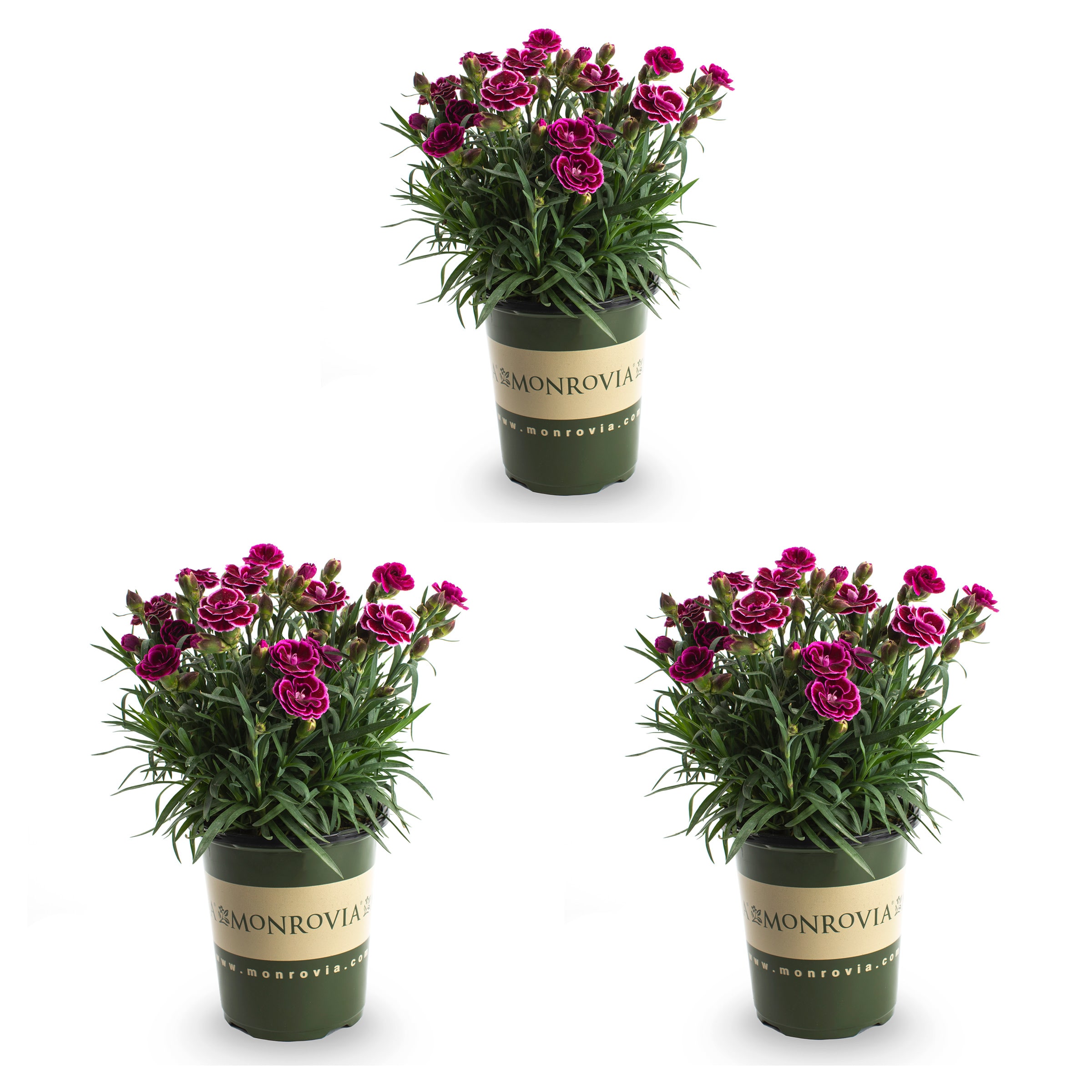 Monrovia Purple Dianthus in 2.5-Quart Pot 3-Pack in the Annuals ...