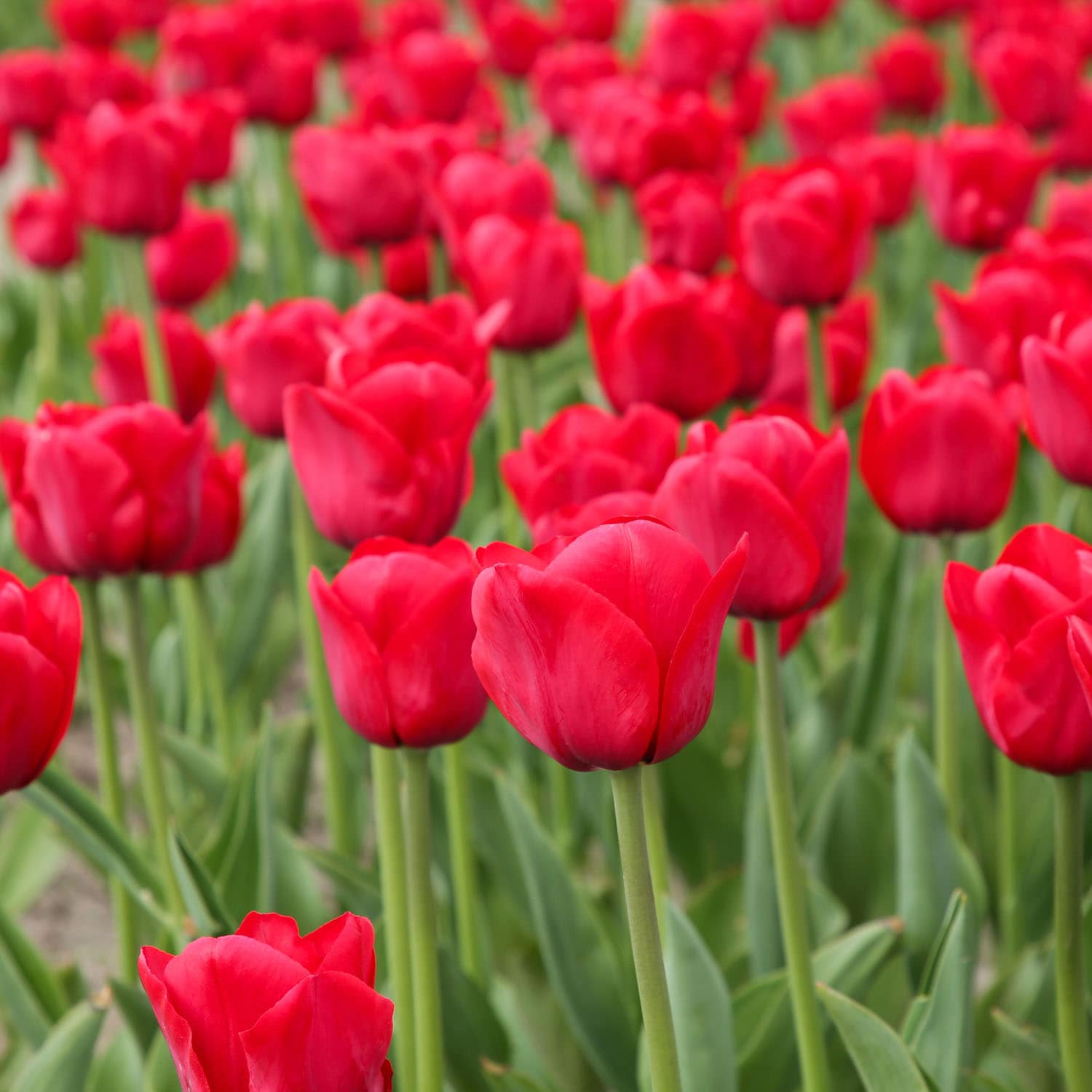 Garden State Bulb ECF-86-100-04 Plant-Bulbs - View #6