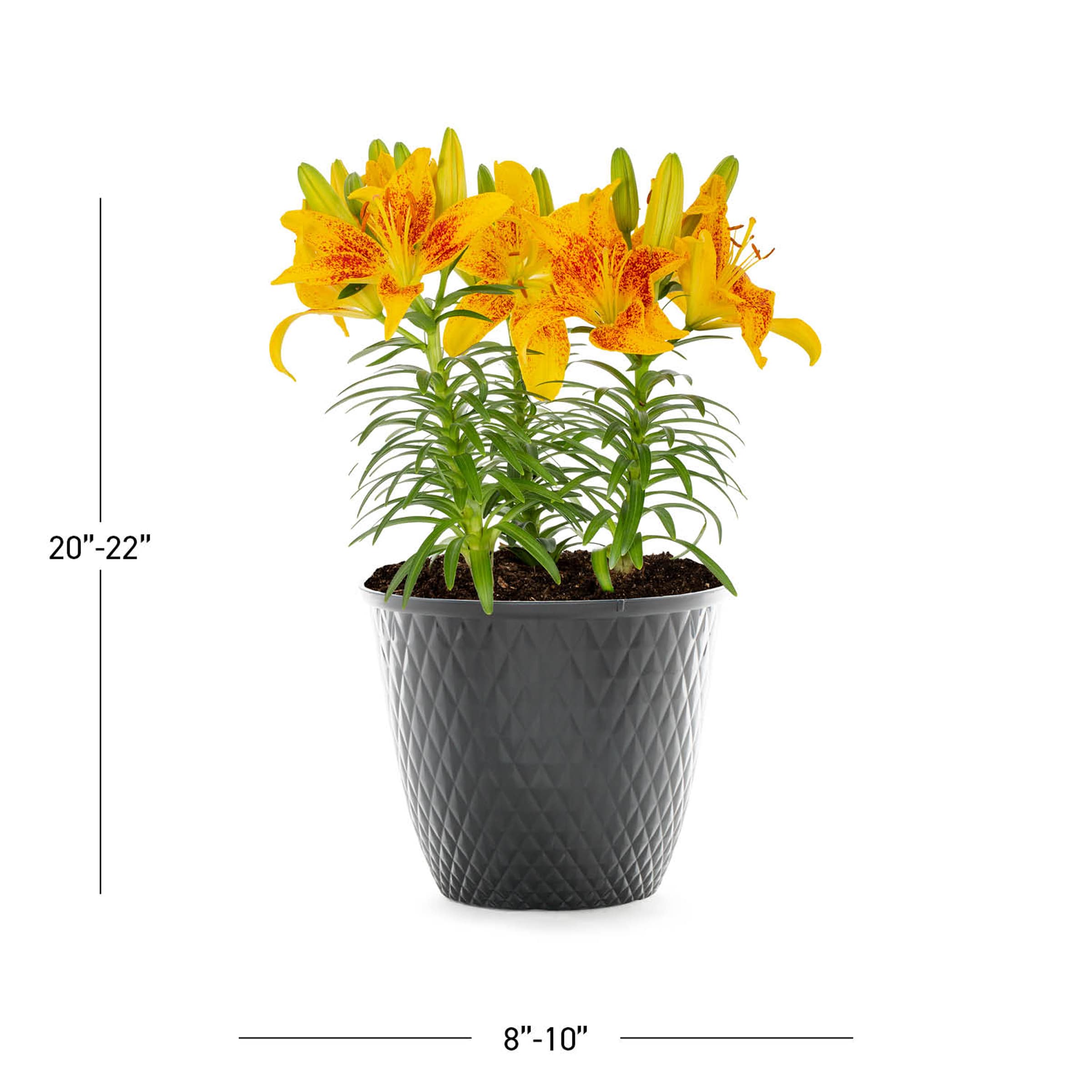 Lowe's 1552758 perennials - View #6