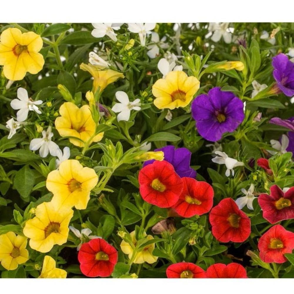 Lowe's NURSERY Multicolor Mixed Annuals in 3.2-Gallon Planter 7-Pack