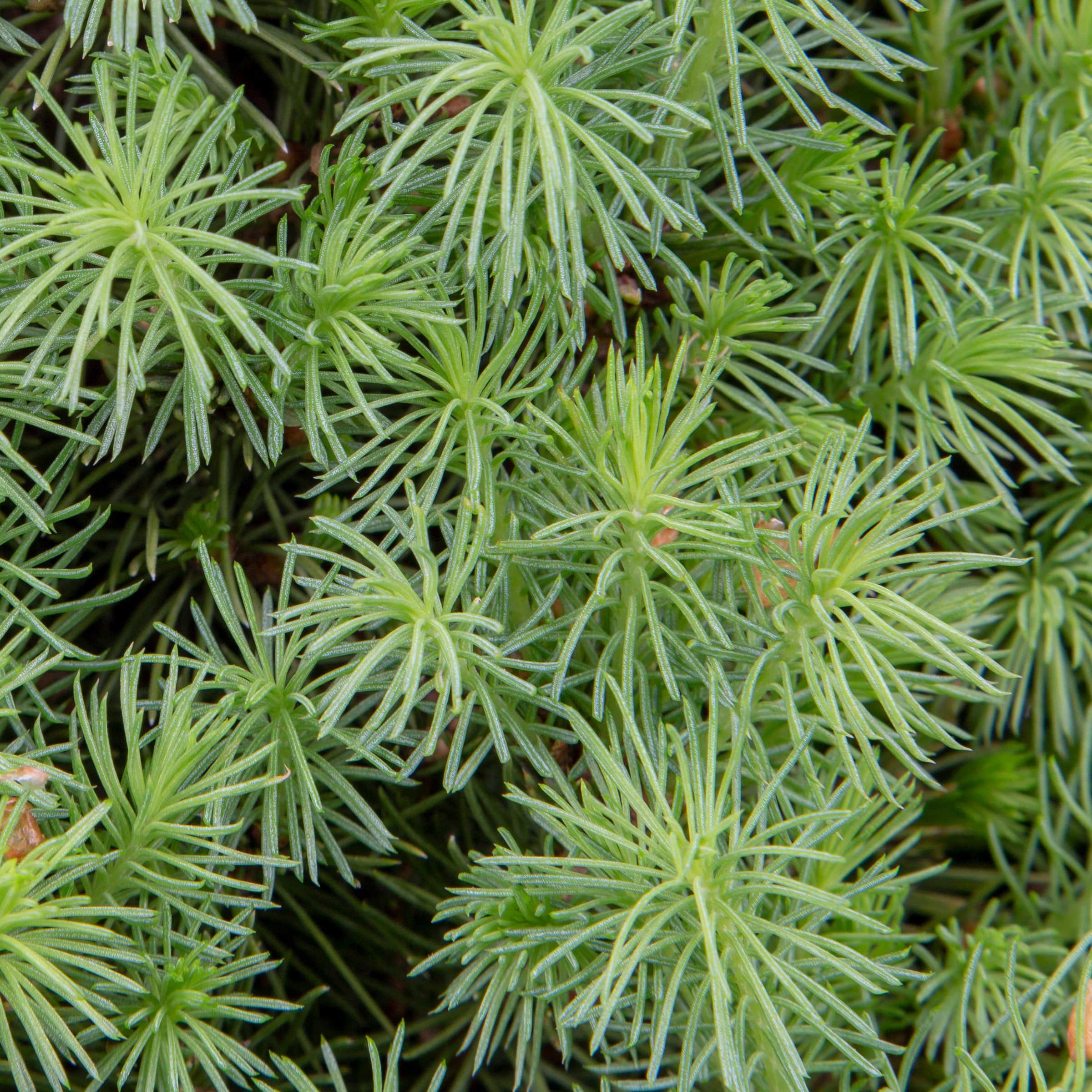 Lowe's 530125 SPRUCE DWARF ALBERTA