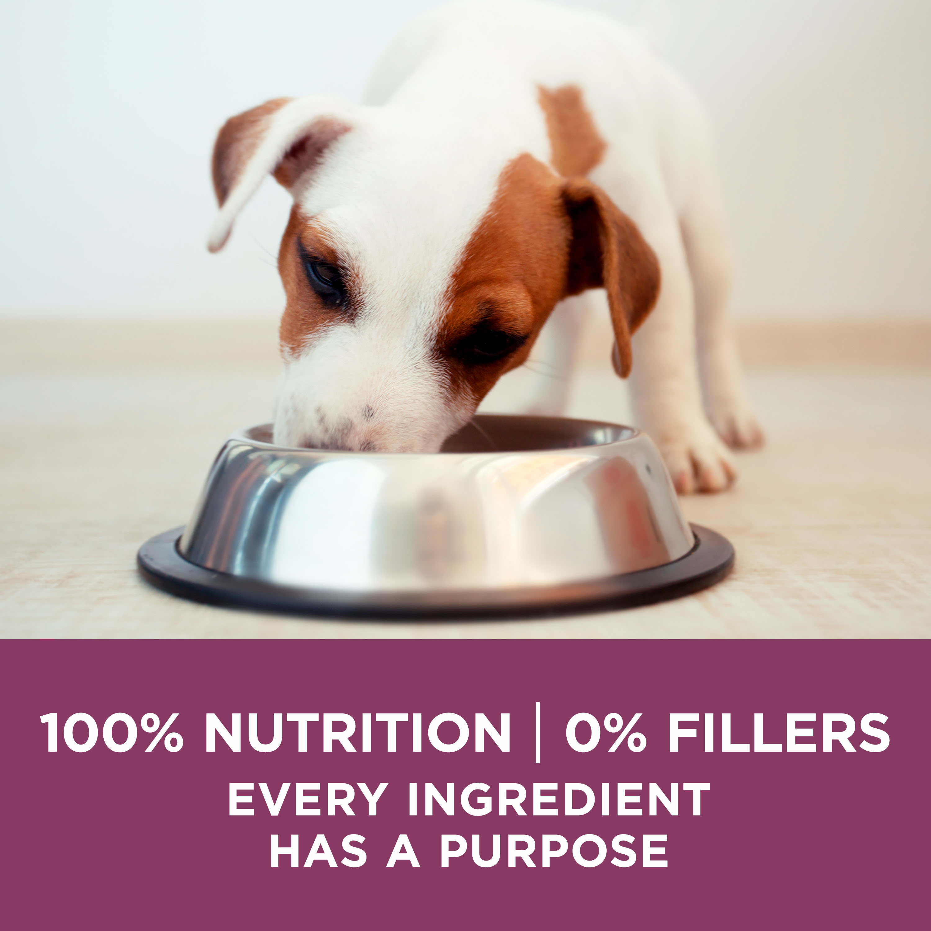 Purina ONE 001780014935 Wet-Dog-Food - View #8