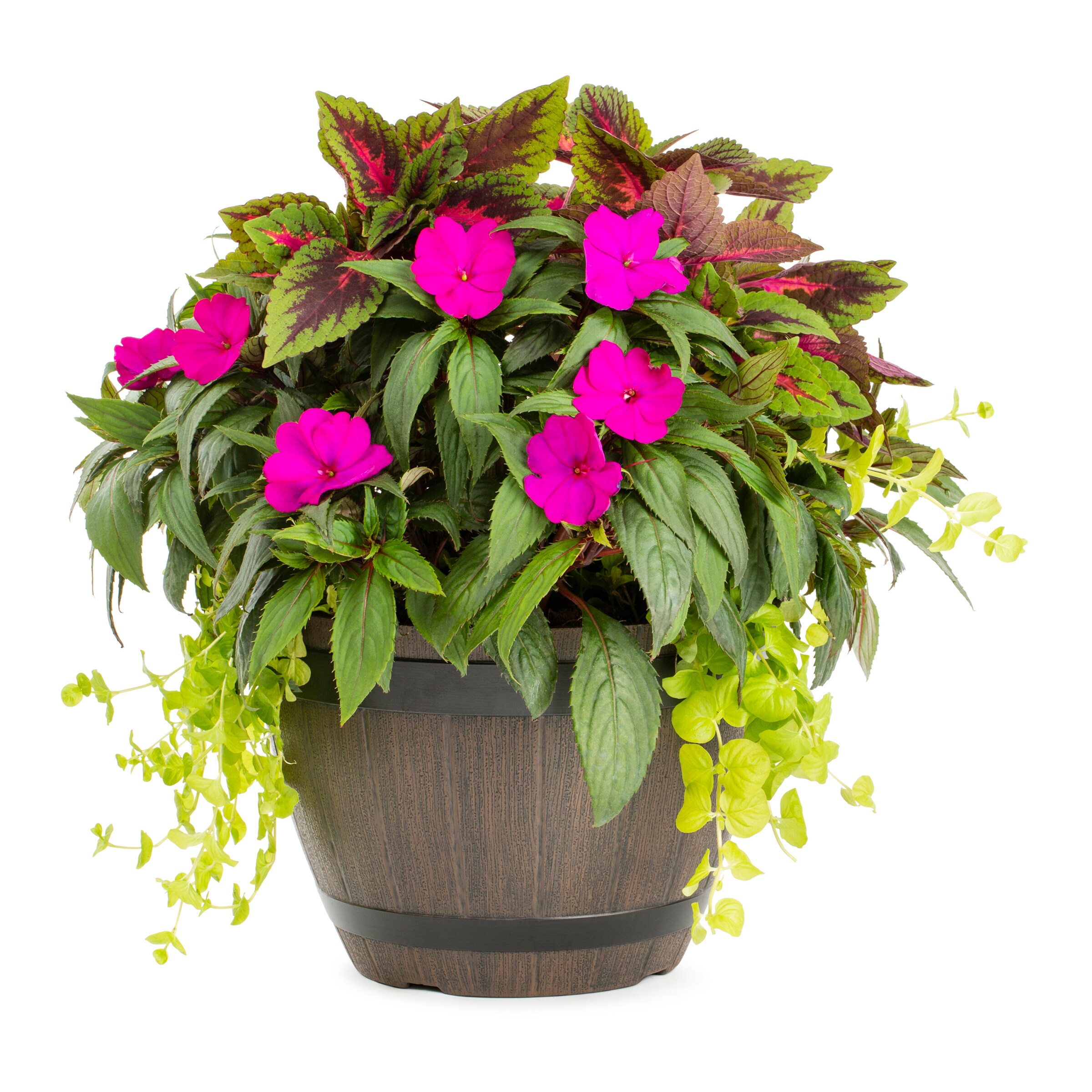 Lowe's 971474 annuals - View #3