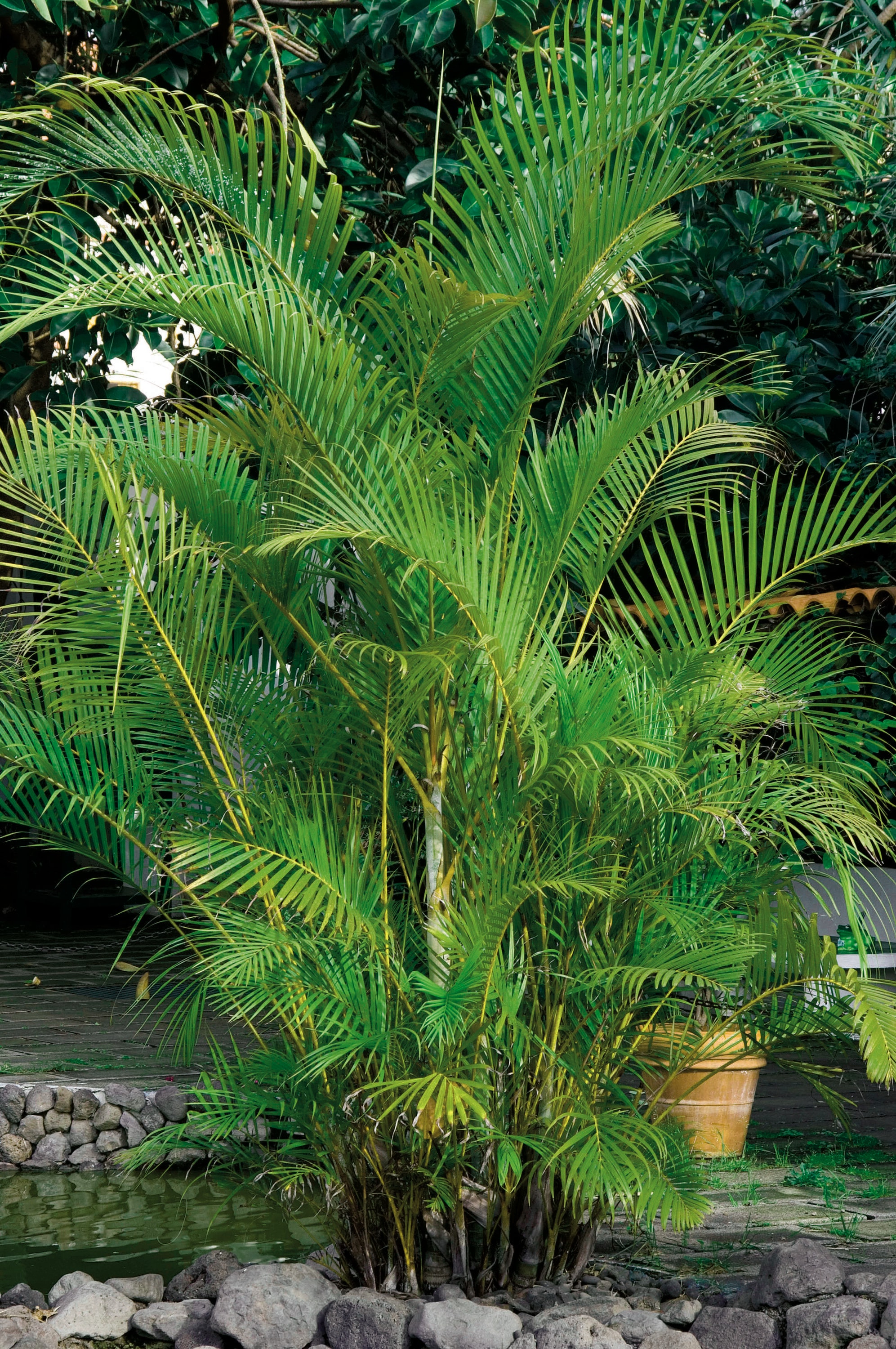 Lowe's NURSERY 6.50-GAL PALM SYAGRUS QUEEN