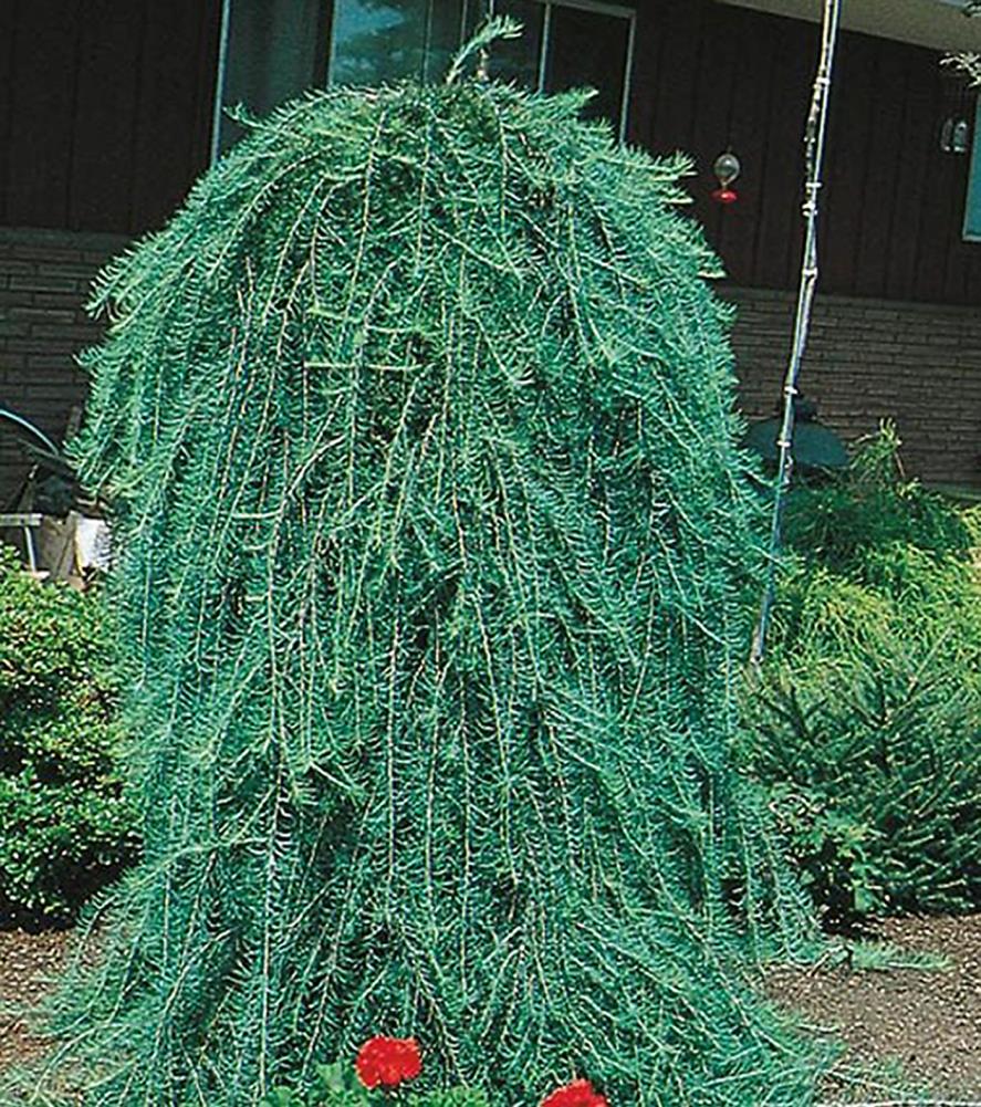  NURSERY 8.75-Gallon Feature Tree Weeping Larch In Pot (With Soil)