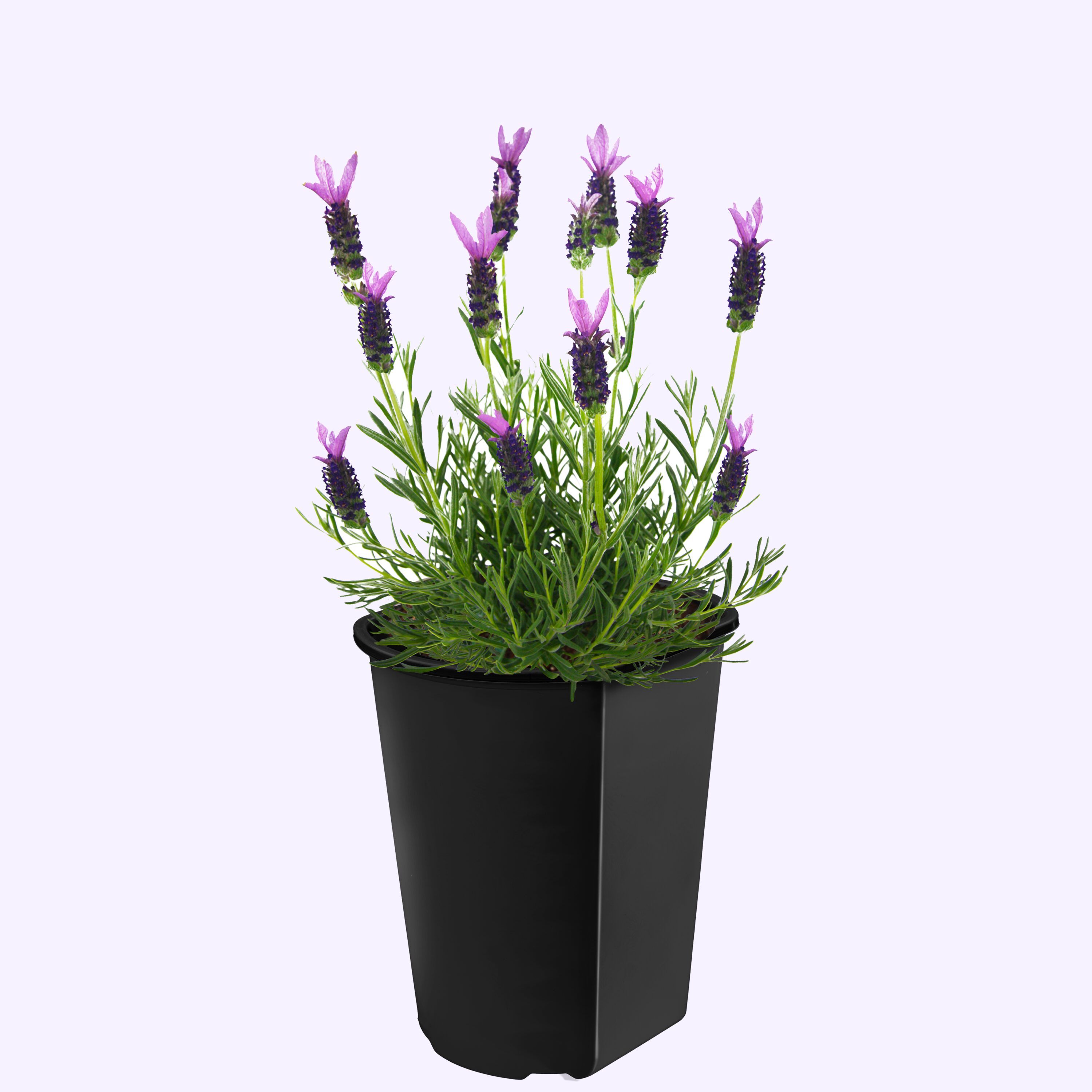 Lowe's 970403 Purple Spanish Lavender Plant in 2 -Quart Pot 1.0 -Pack