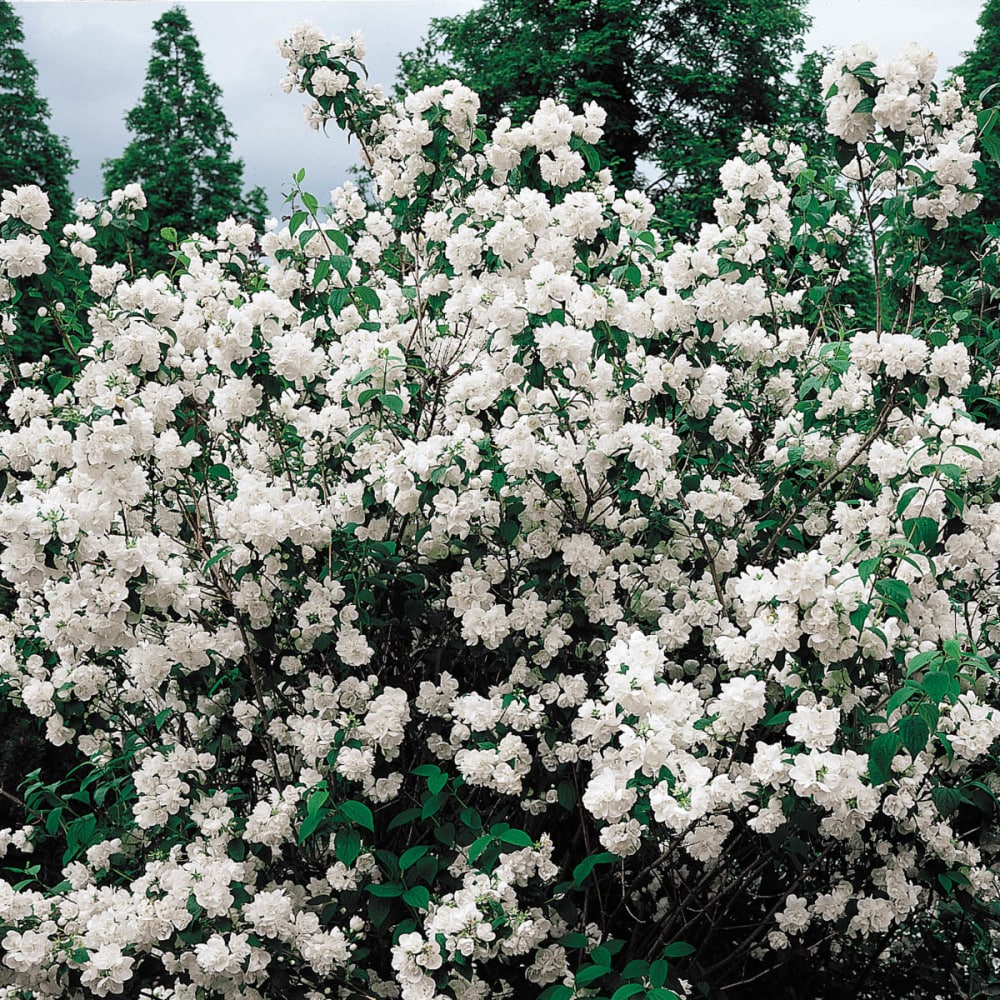 Gardens Alive! White Shrubs at Lowes.com