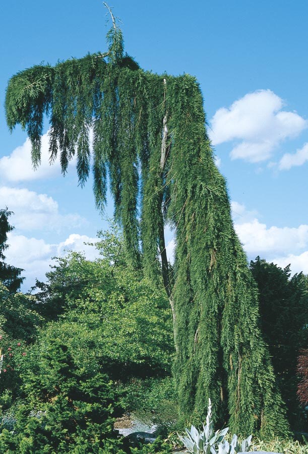  NURSERY 12.07-Gallon Insignificant Feature Tree Weeping Sequoia