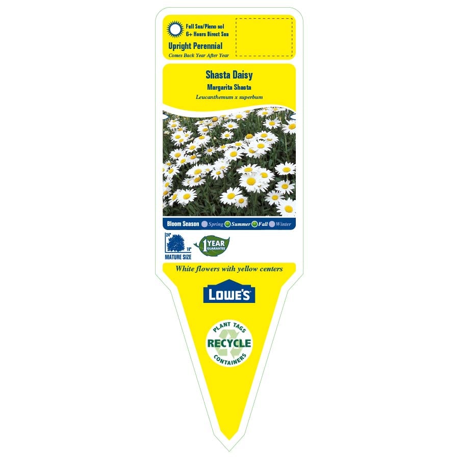 Lowe's NURSERY perennials - View #3