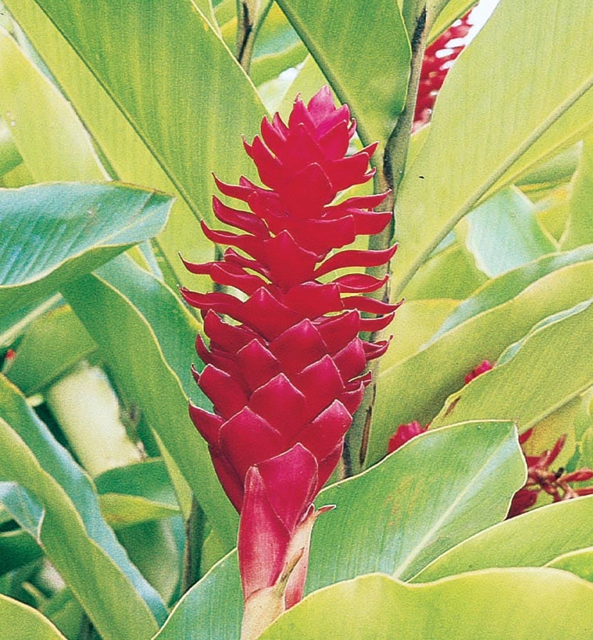 Unbranded 2 00 Gal Red Ginger Ee In The Tropical Plants Department At Lowes Com