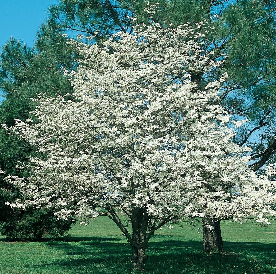  NURSERY 3.74-Gallon White Flowering Tree White Dogwood