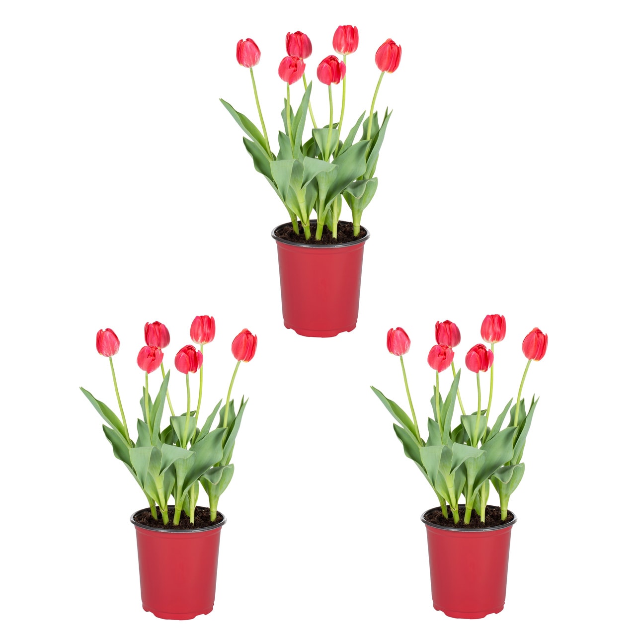 Metrolina Greenhouses 4850 Red Tulip Bulbs 2 Quart(s)