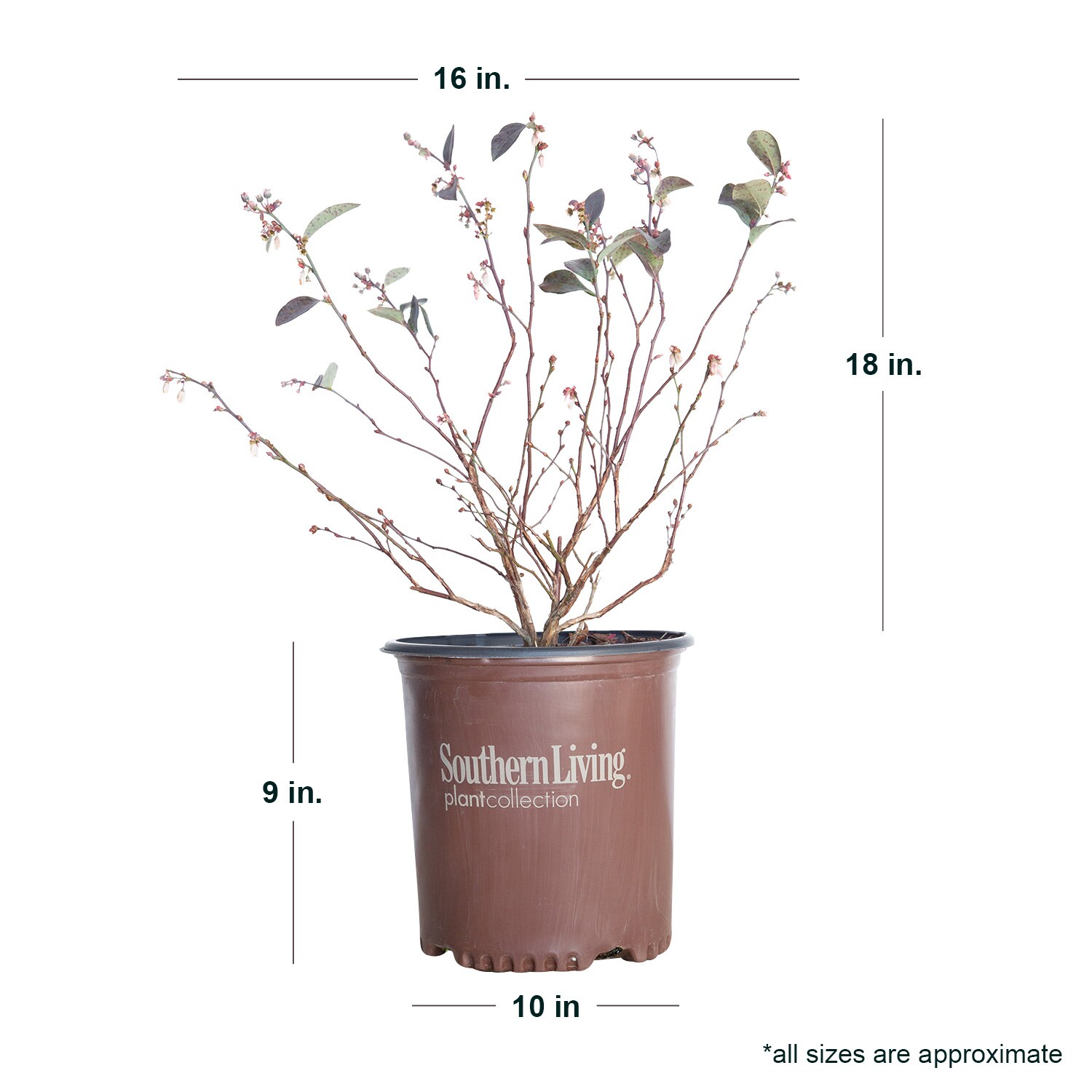 Southern Living Plant Collection 56512-1 Fruit-Plants - View #3