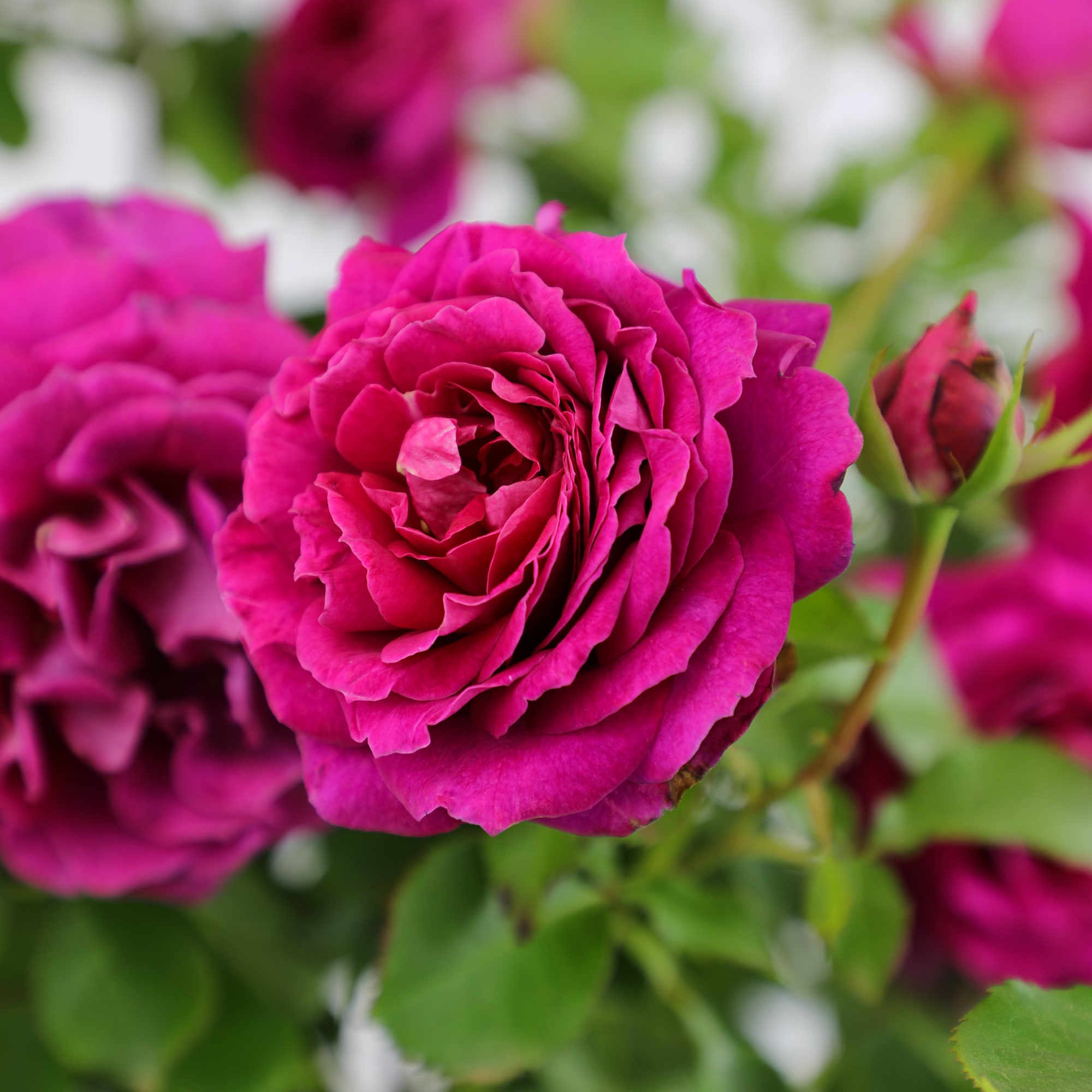 Altman Plants Pink True Bloom True Serenity 8-Quart in Pot in the Roses ...