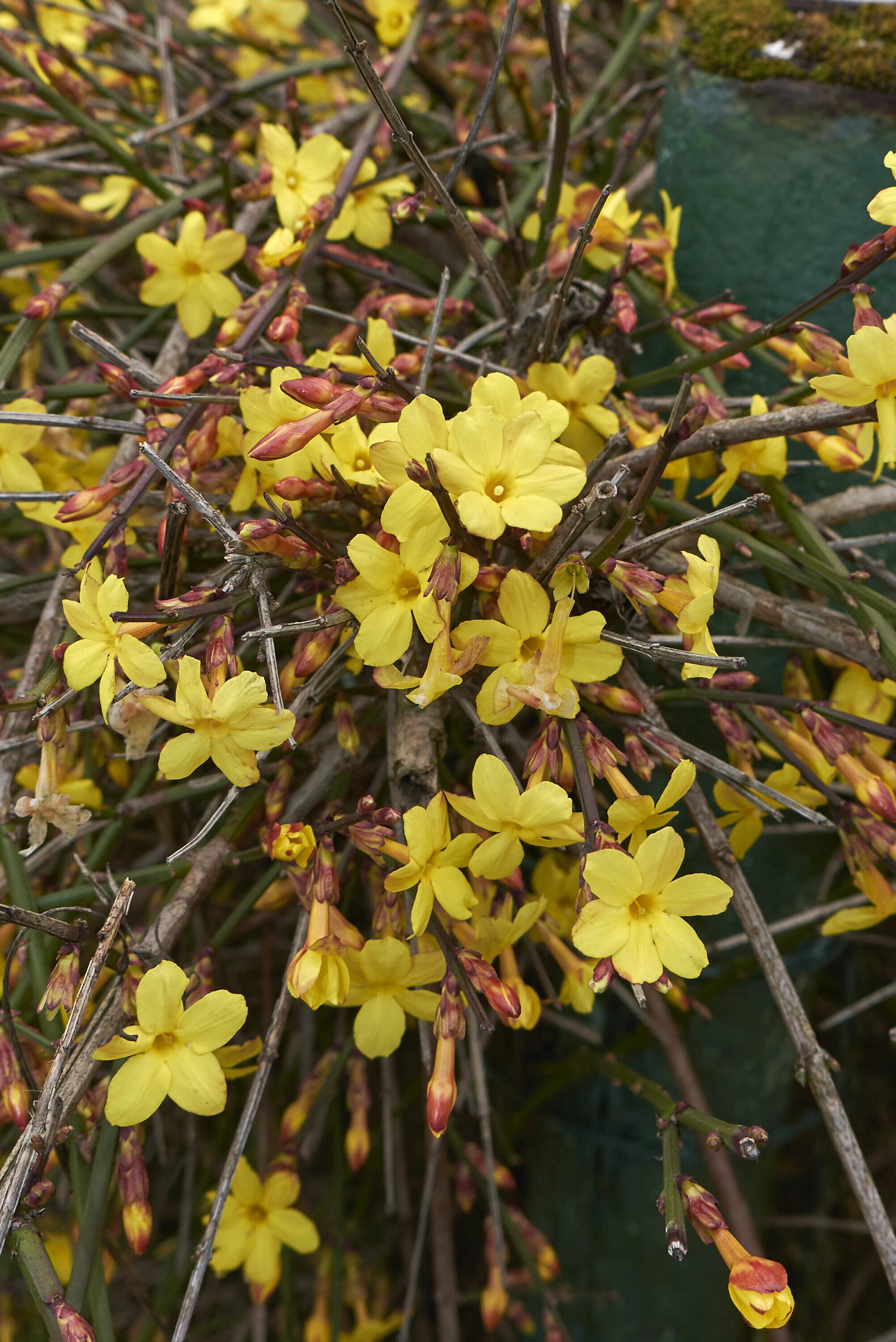 National Plant Network LW7067 shrubs - View #2