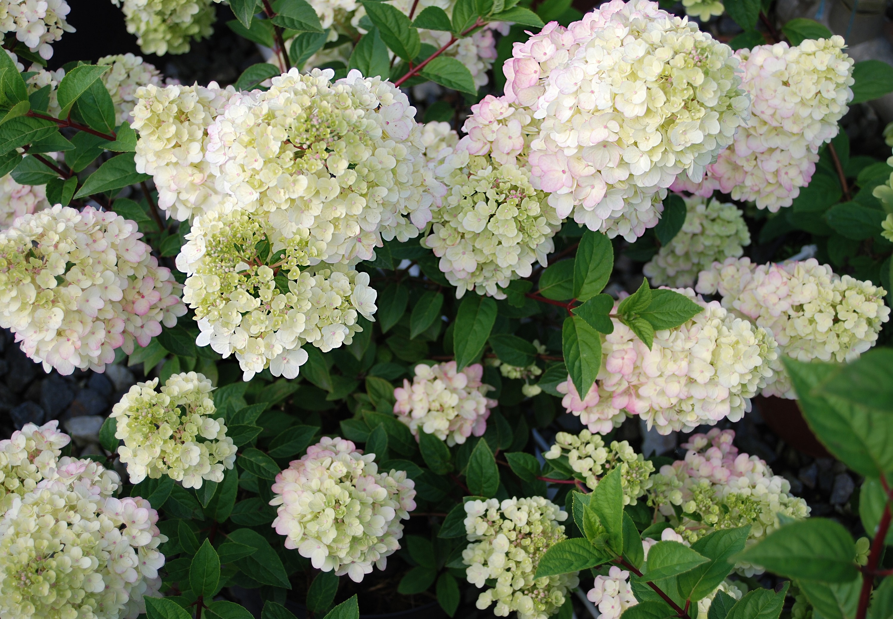 Lowe's NURSERY shrubs - View #2