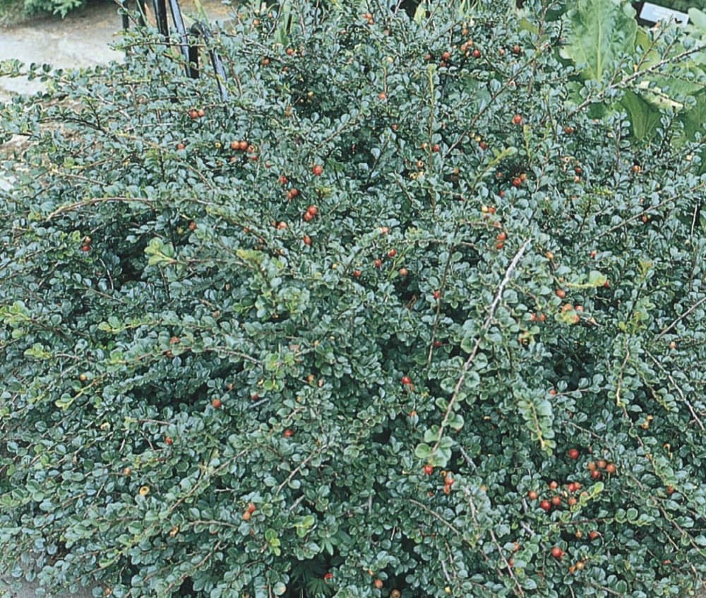 Accent Cranberry Cotoneaster Plants Bulbs And Seeds At