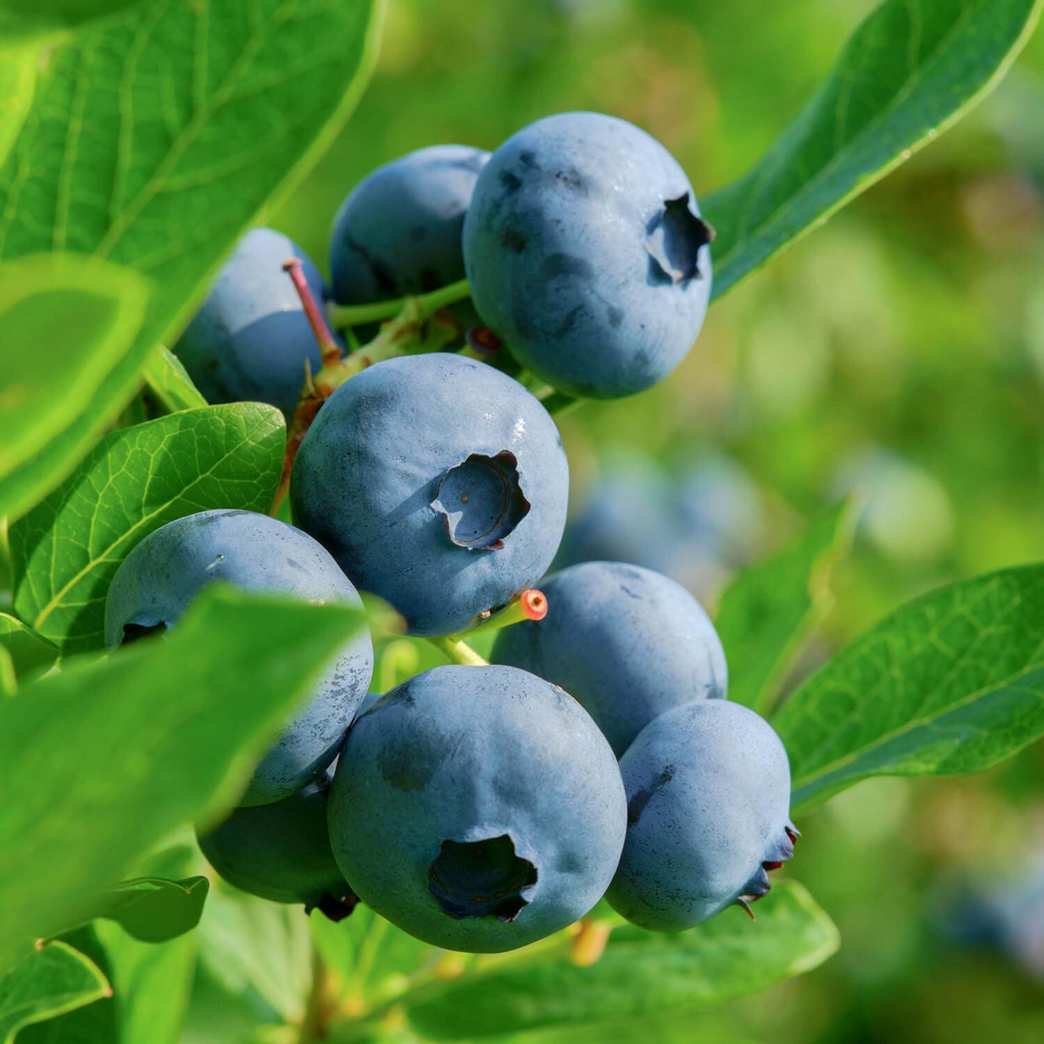 Flowerwood 5645Q-1 Becky Blue Blueberry Accent Shrub in 2.5 -Quart Pot 1 -Pack