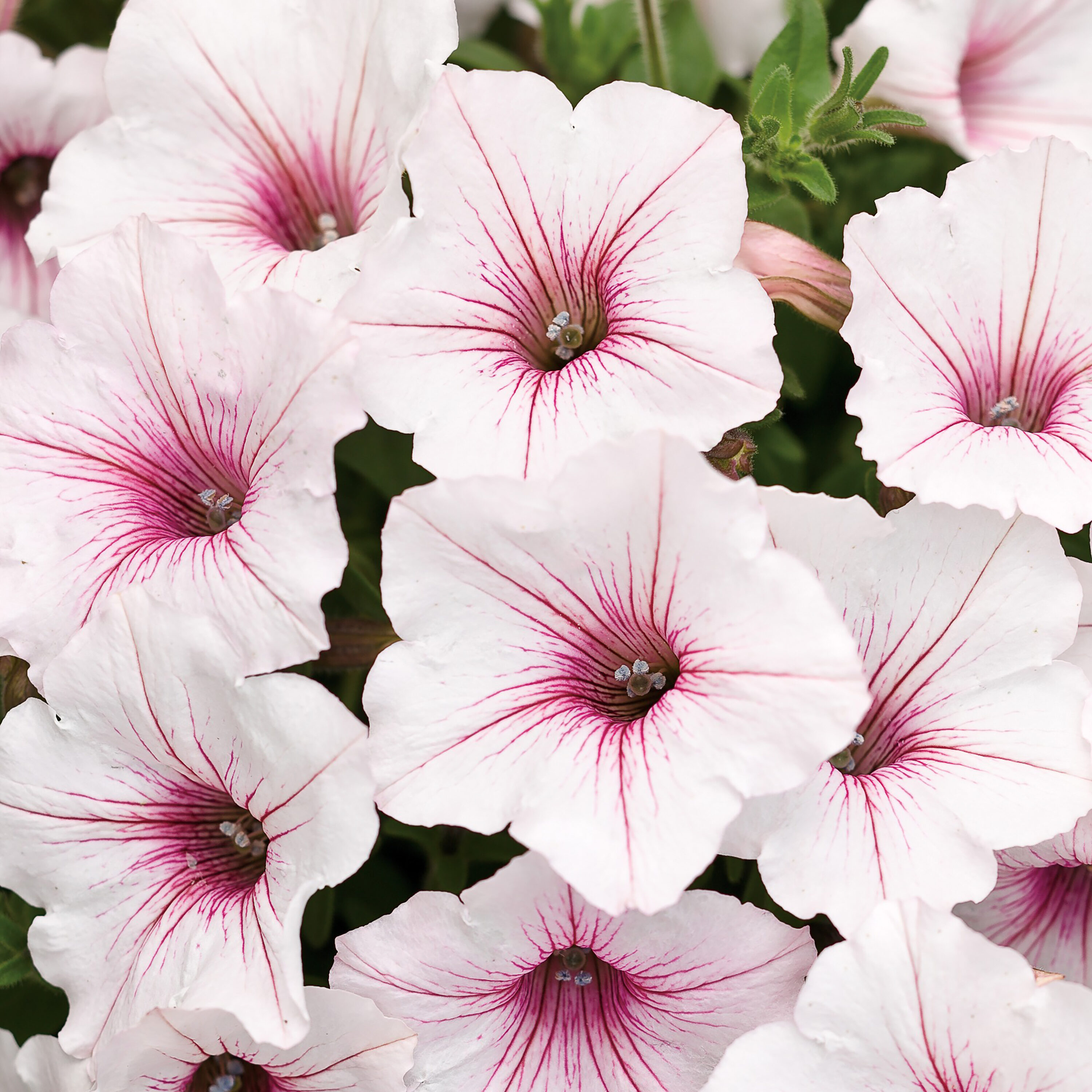 Proven Winners SUPPRW4027504 White Supertunia Vista Silverberry in 4.25 Inch(es) Pot