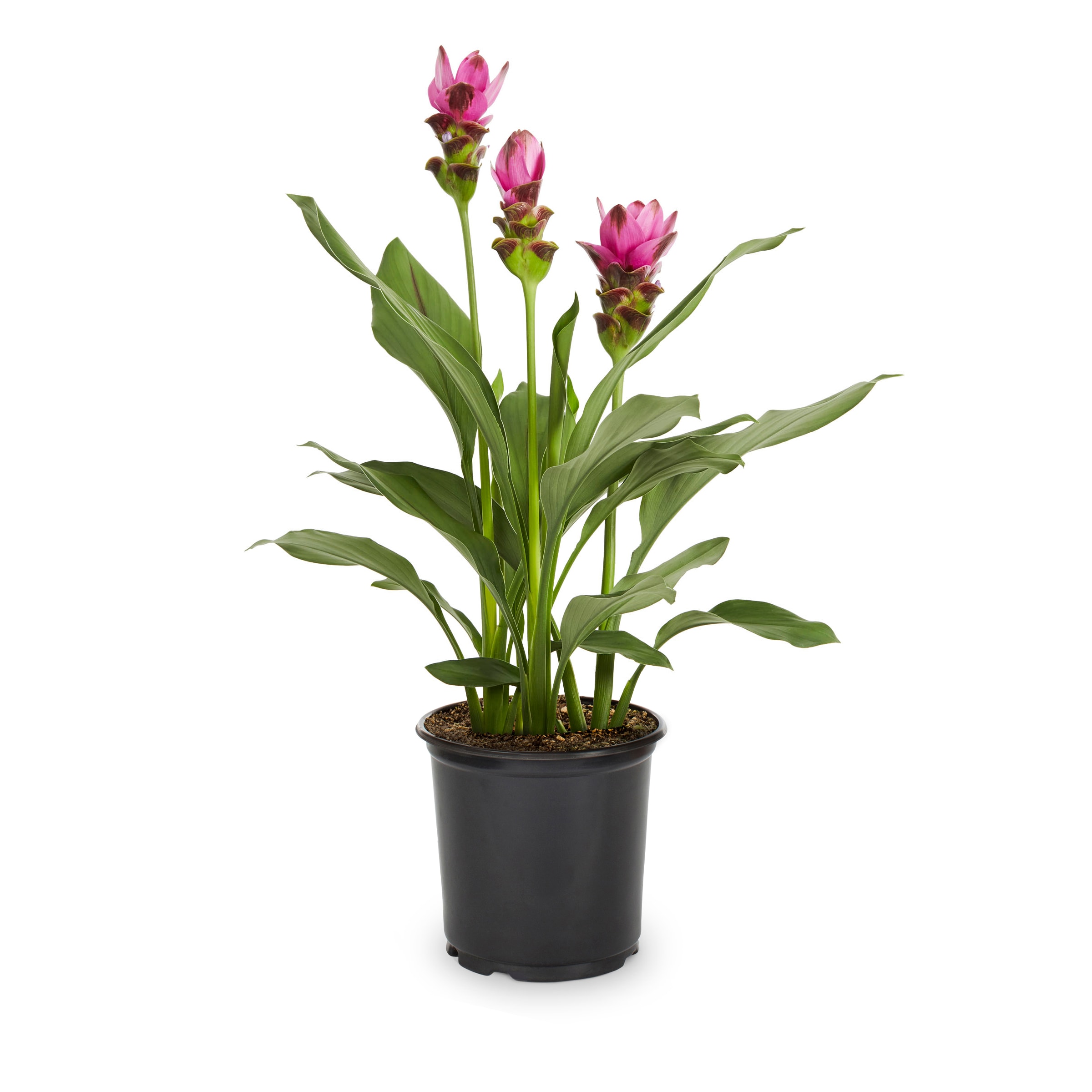 Lowe's 372631 Torch Ginger Shrub in 2 -Gallon