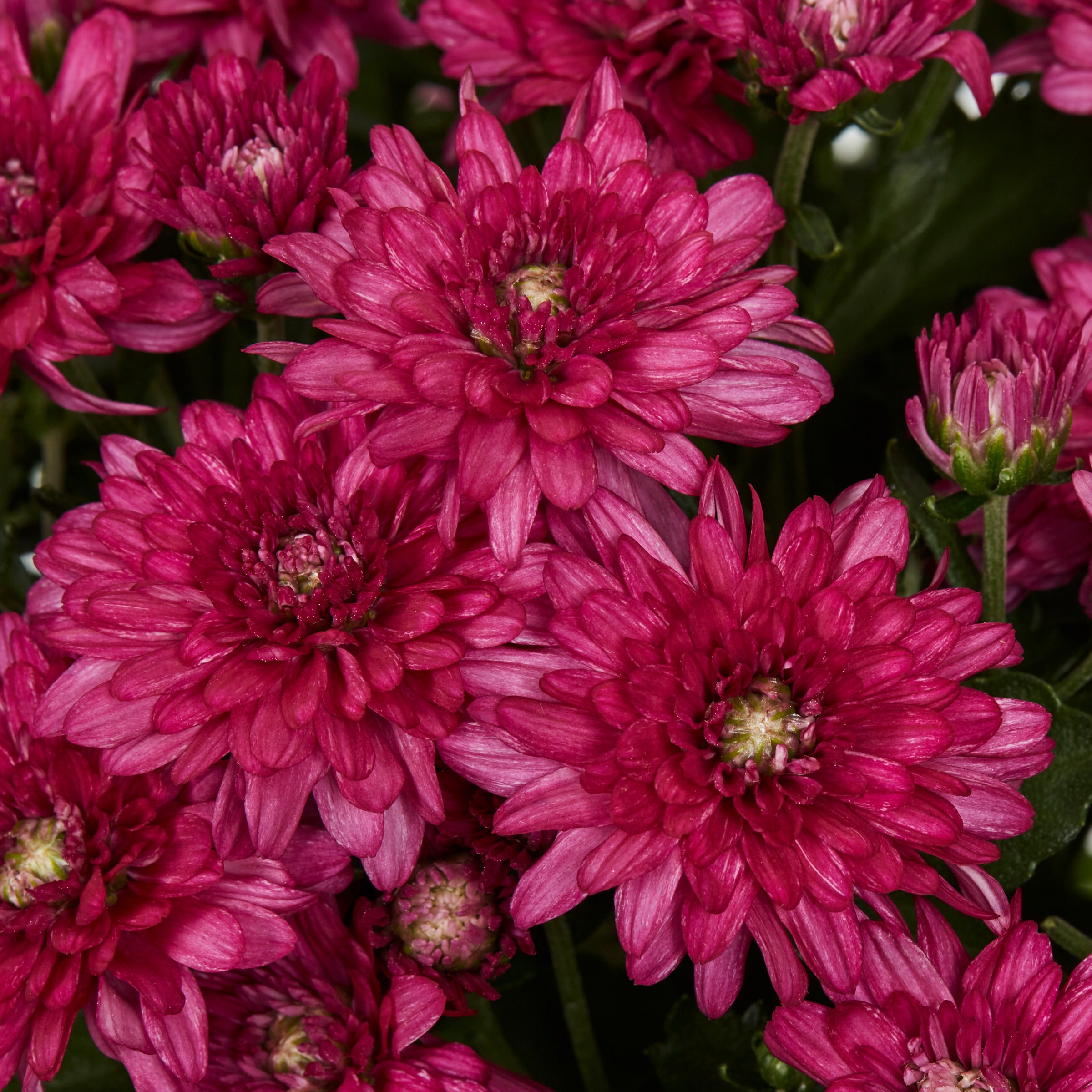 Lowe's NURSERY annuals - View #2