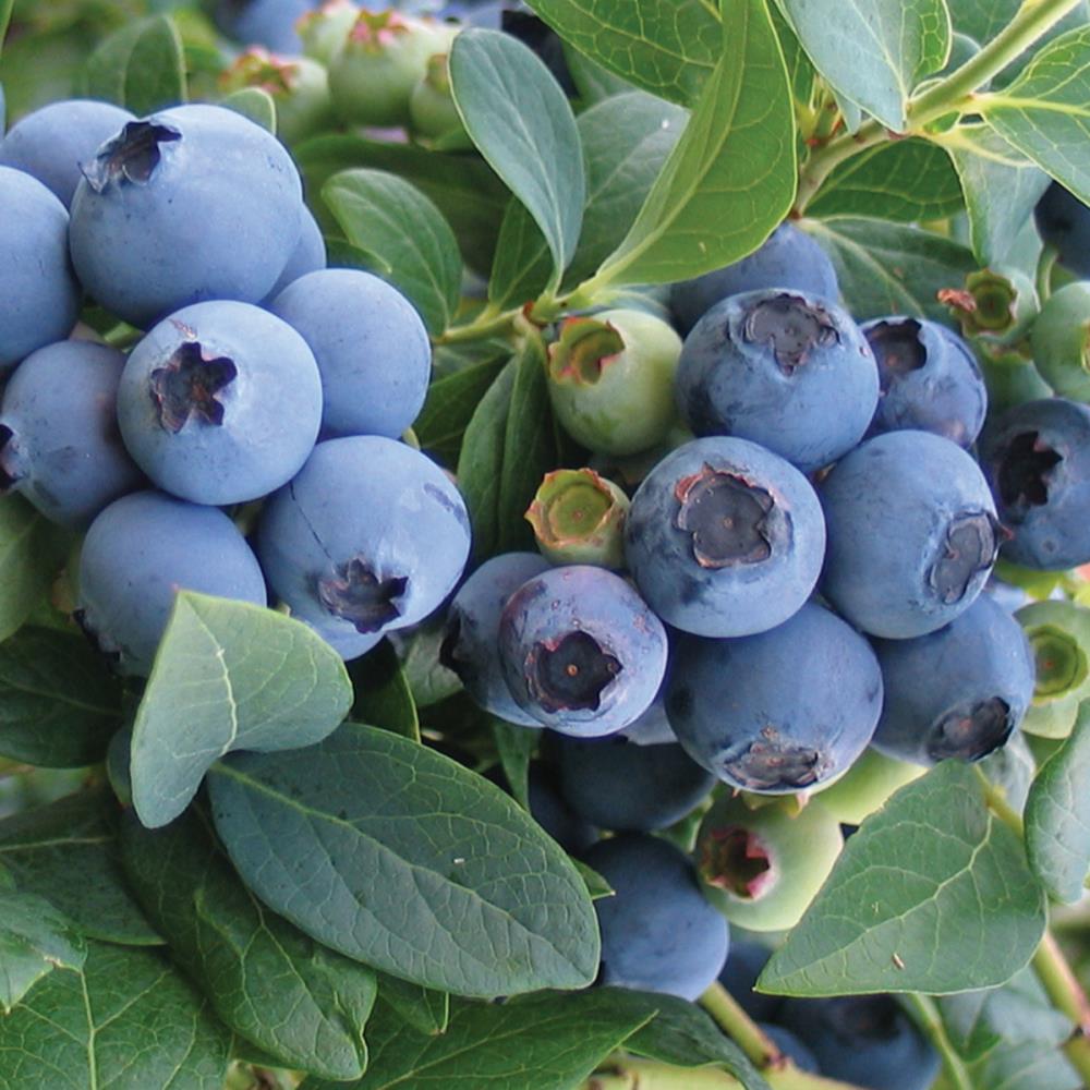 Van Zyverden 83730 White Blueberry Crop Bulbs 1.0 Count