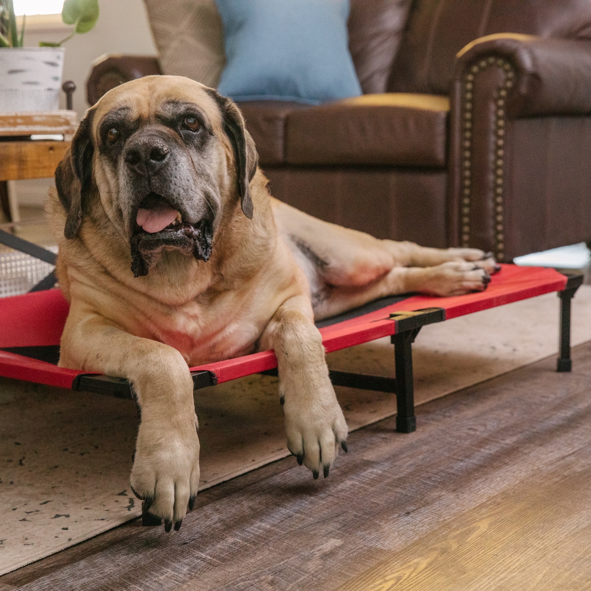 Lucky Dog CMB 10148 Pet-Beds - View #10