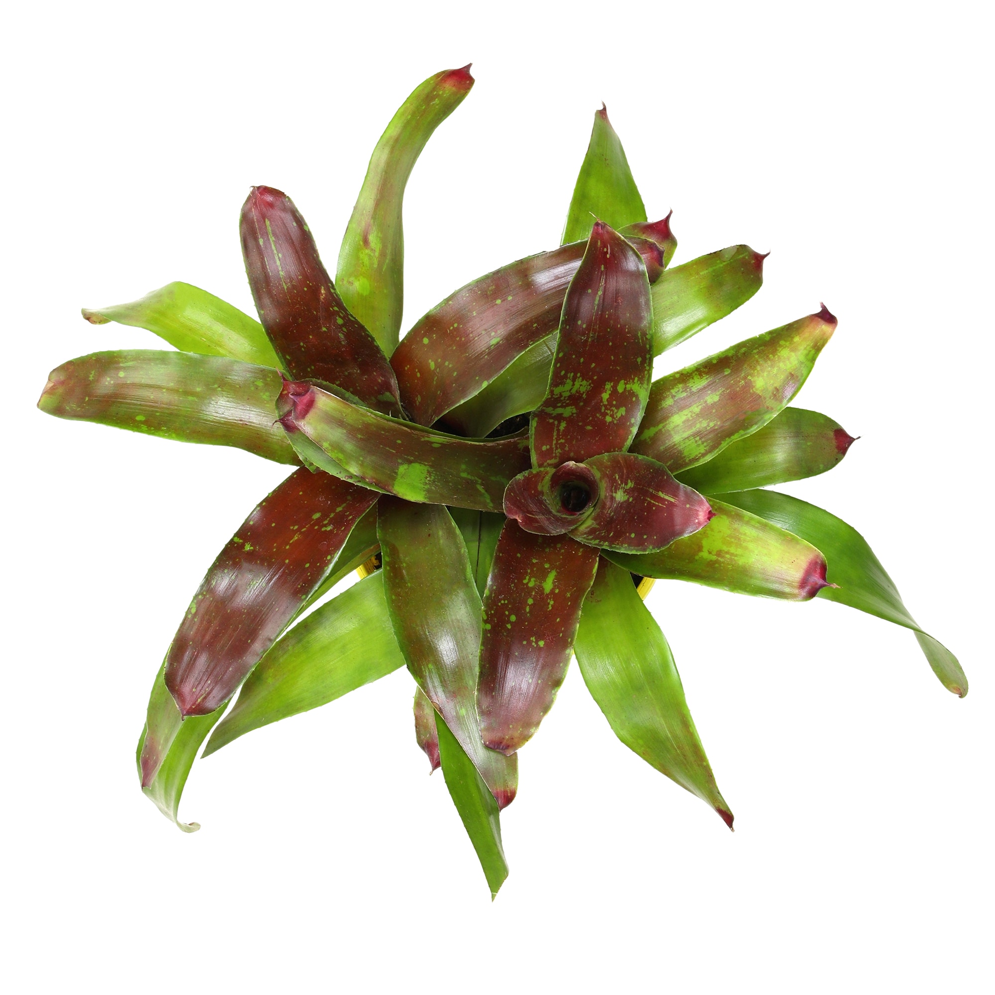 Altman Plants 0873122 perennials - View #7