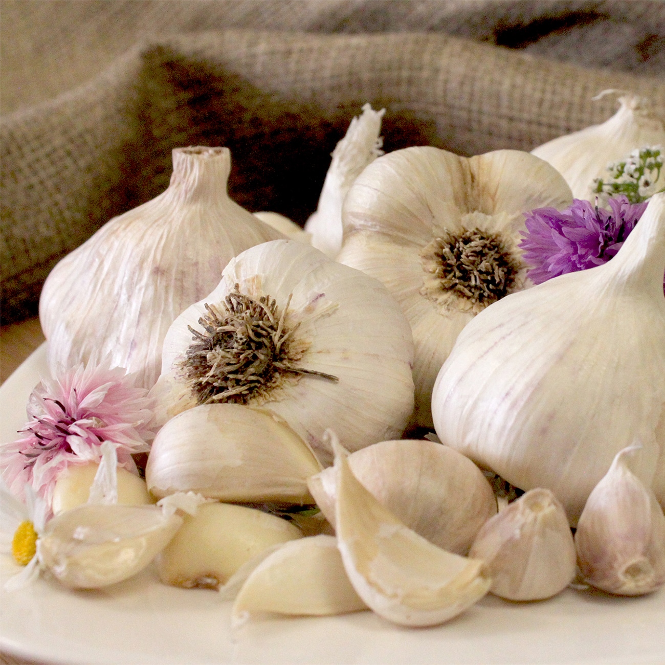 Van Zyverden 88048 Cultivated garlic Plant in Bulb