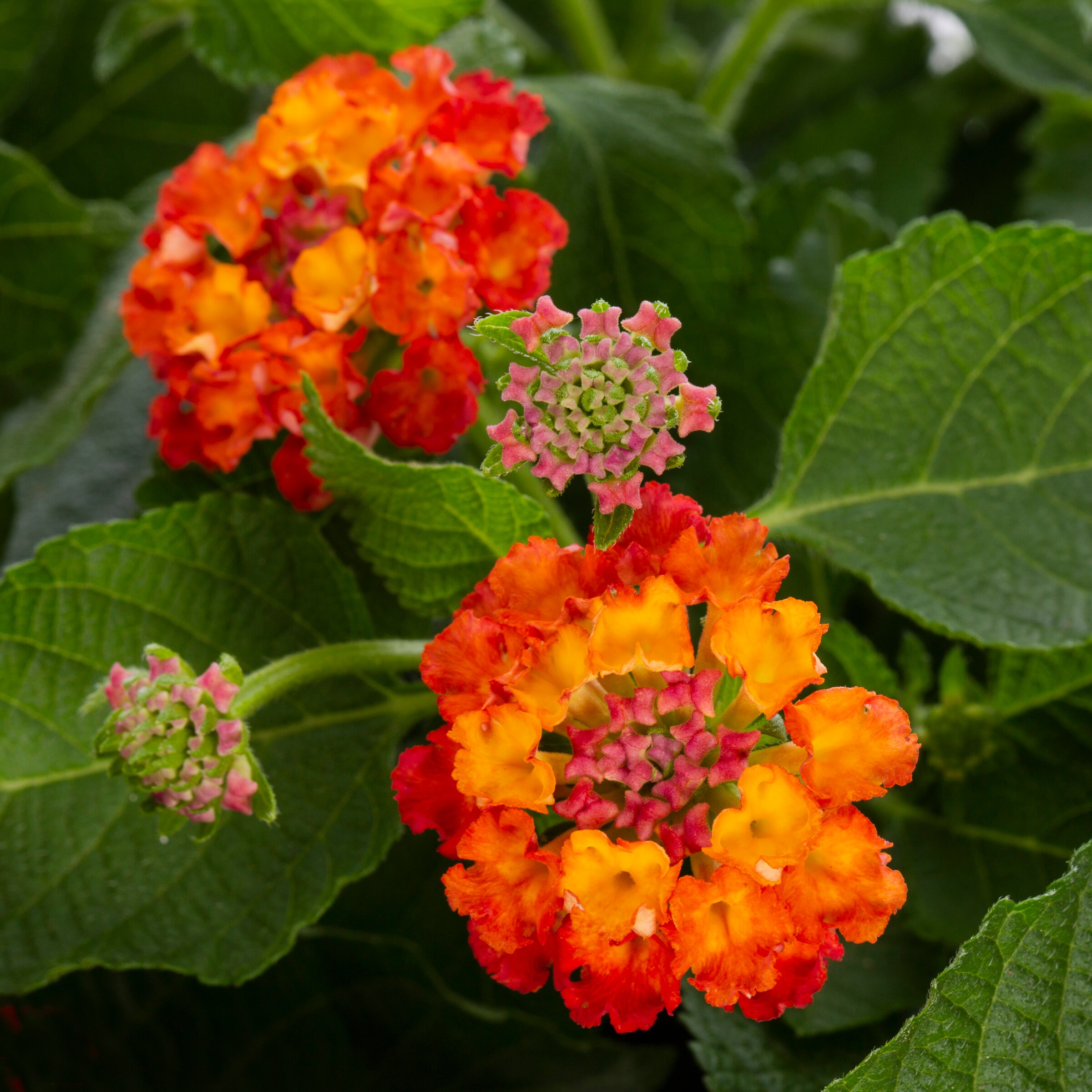 Lowe's Multicolor Lantana in 1-Gallon Pot in the Annuals department at ...