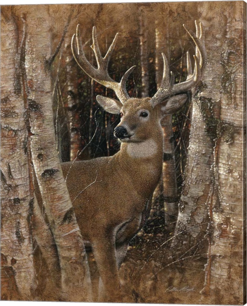 Metaverse Corporation Whitetail Deer- Birchwood Buck Collin Bogle 20-in ...