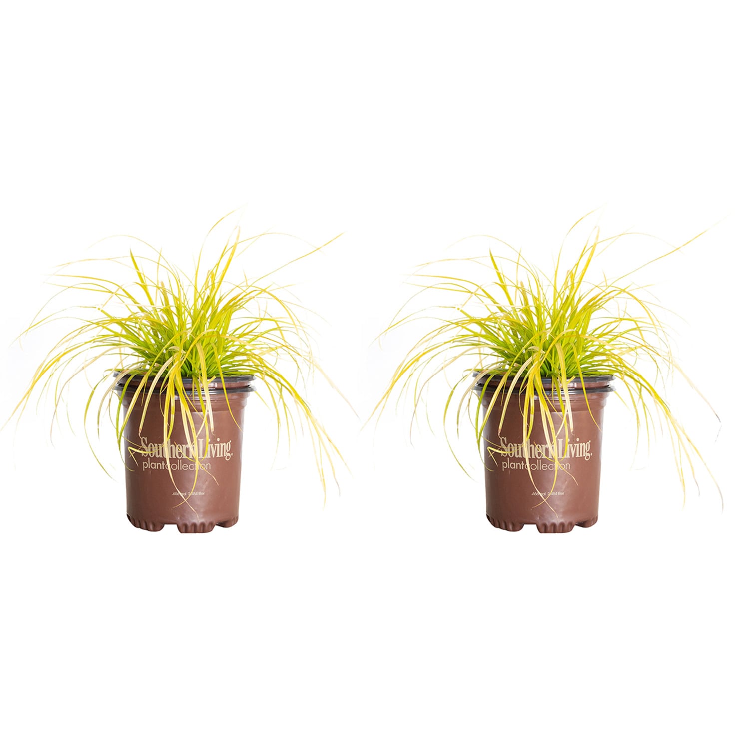 Southern Living Plant Collection 0732Q-2 2.5 -Quart 2 -Pack EverColor Everillo Carex in Pot