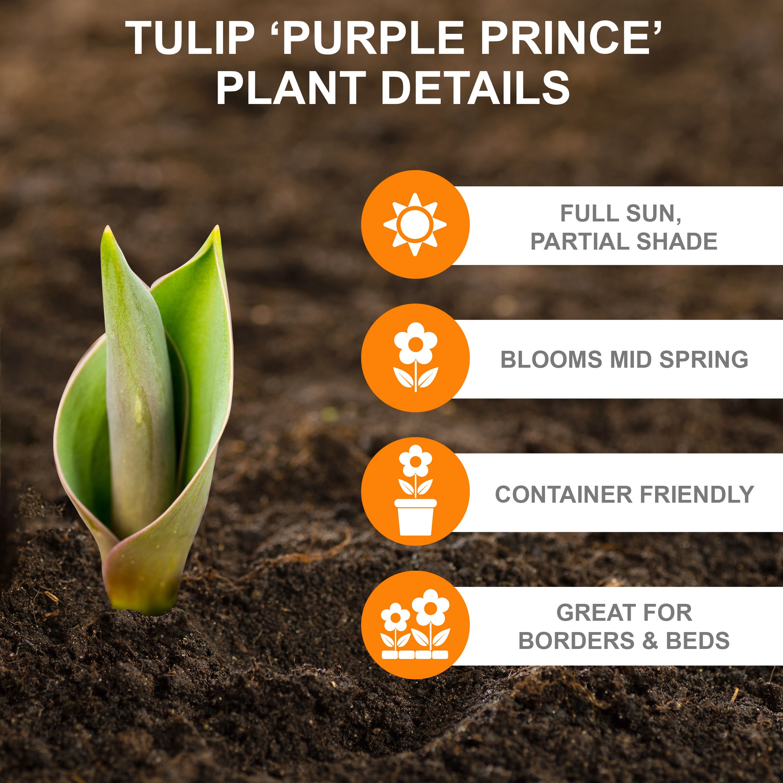 Garden State Bulb ECF-58-50-02 Plant-Bulbs - View #2