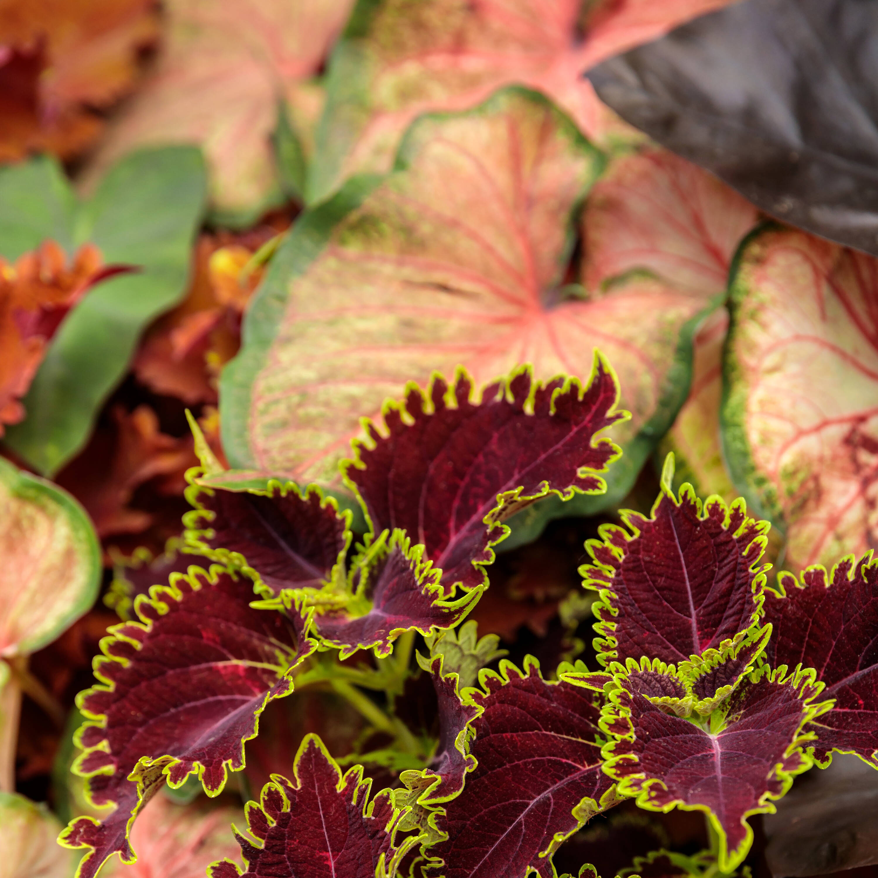 Proven Winners CLDPRW1317800 annuals - View #3