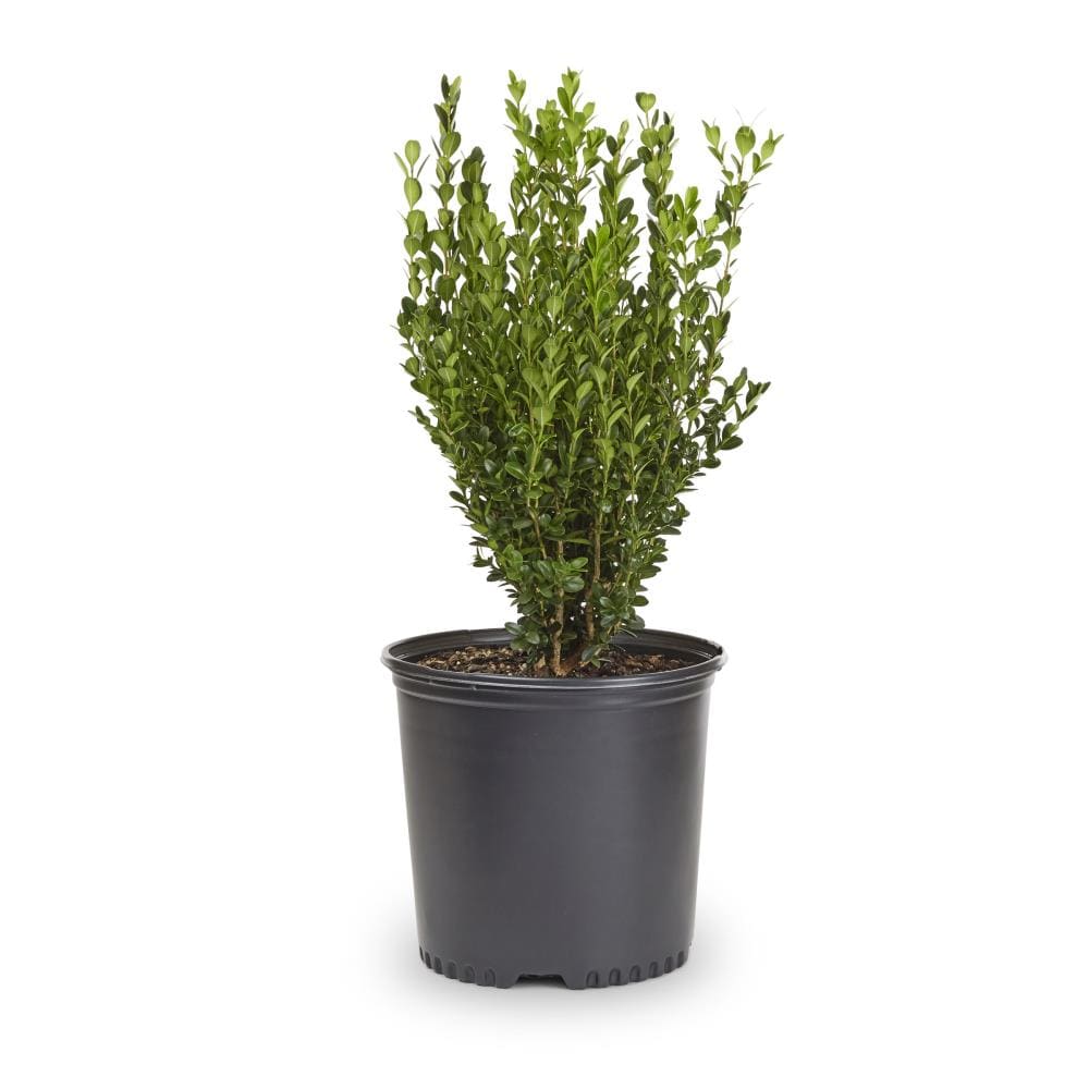  NURSERY Boxwood Shrub in 2.25 -Gallon